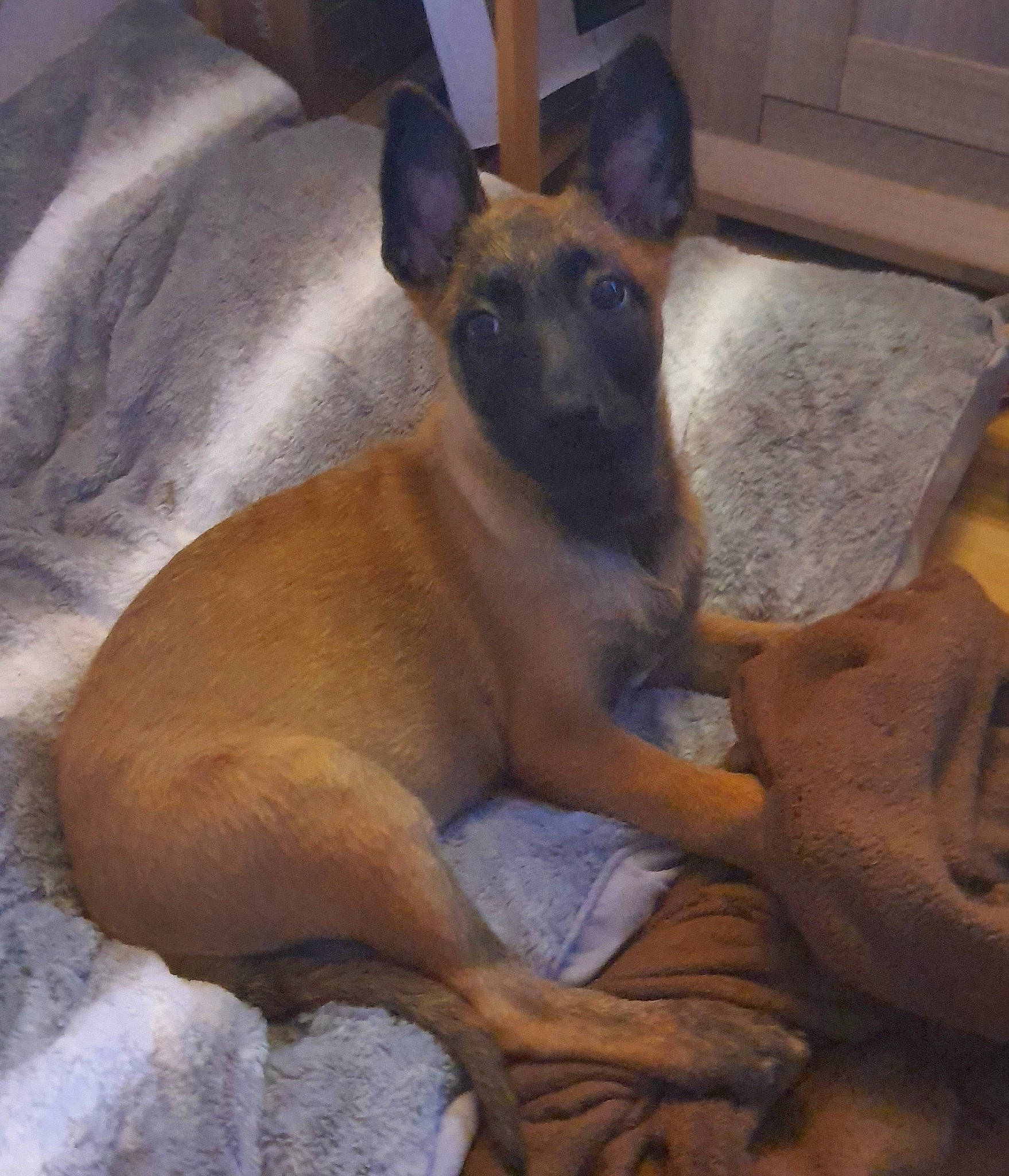 Tyron a rejoint le concours — aidez-le/la à gagner de superbes lots ! canidae, carnivore, comfort, companion_dog, dog, dog_breed, fawn, fur, non_sporting_group, paw, snout, sporting_group, tail, terrestrial_animal, whiskers, working_animal