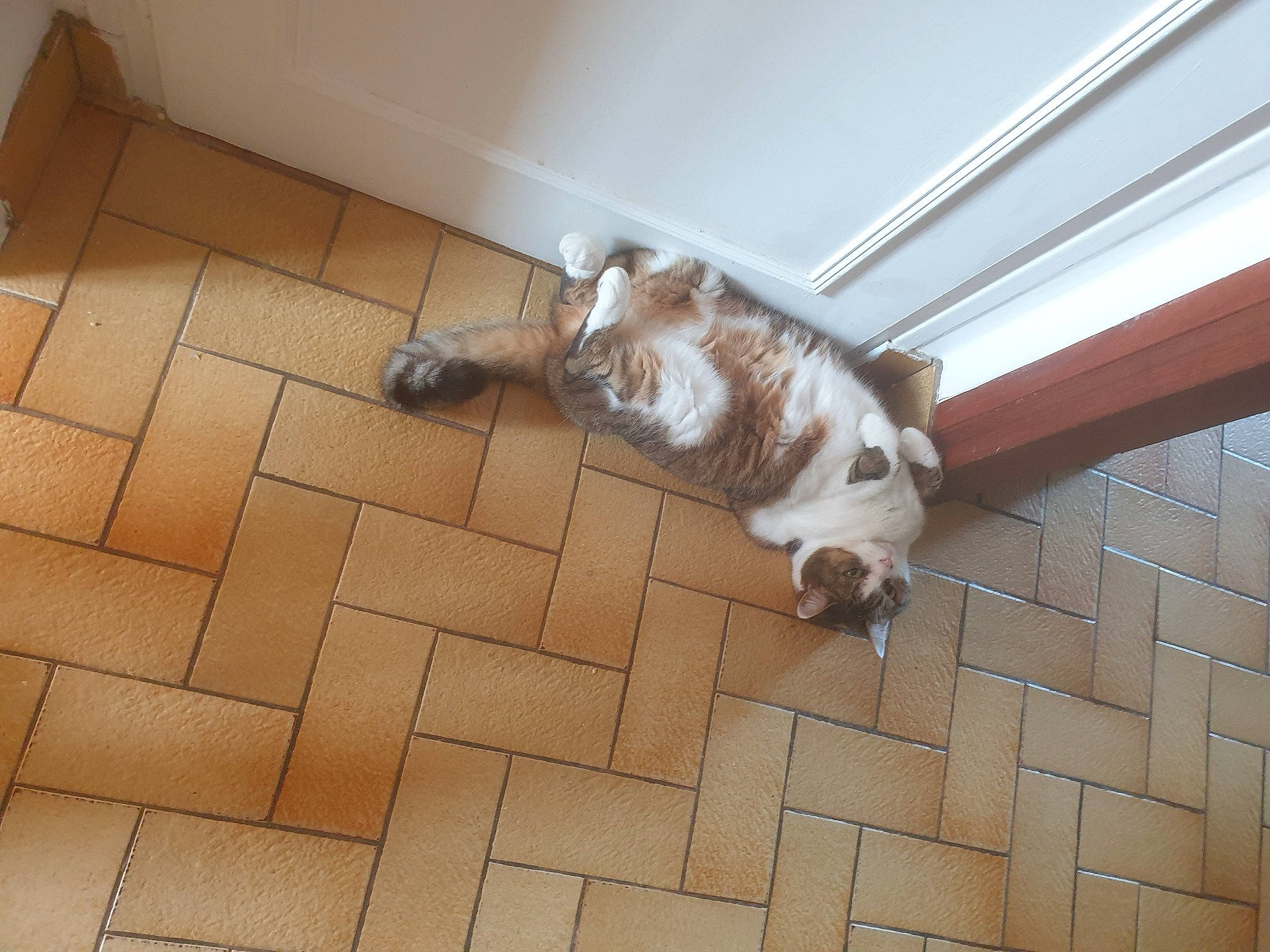 Jenny a rejoint le concours — aidez-le/la à gagner de superbes lots ! beige, brick, brickwork, brown, canidae, carnivore, ceiling, companion_dog, dog, dog_breed, fawn, felidae, floor, flooring, hardwood, small_to_medium_sized_cats, sporting_group, tail, tile, wood