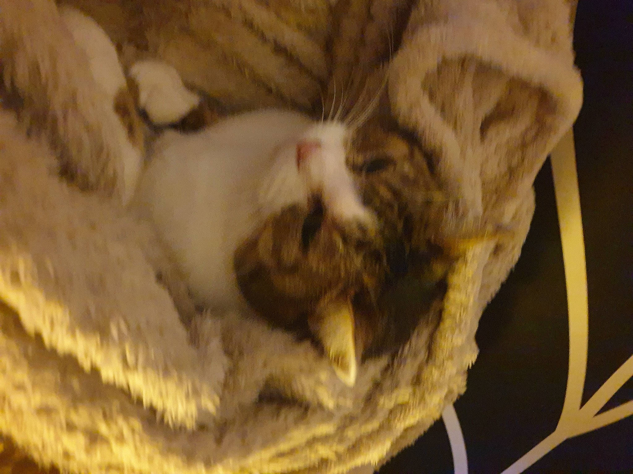 Jenny participe au concours pour gagner de l'argent avec cette photo : carnivore, cat, cat_bed, cat_supply, claw, comfort, domestic_short_haired_cat, fawn, felidae, fur, linens, nap, paw, small_to_medium_sized_cats, snout, tail, terrestrial_animal, whiskers, wood, wool