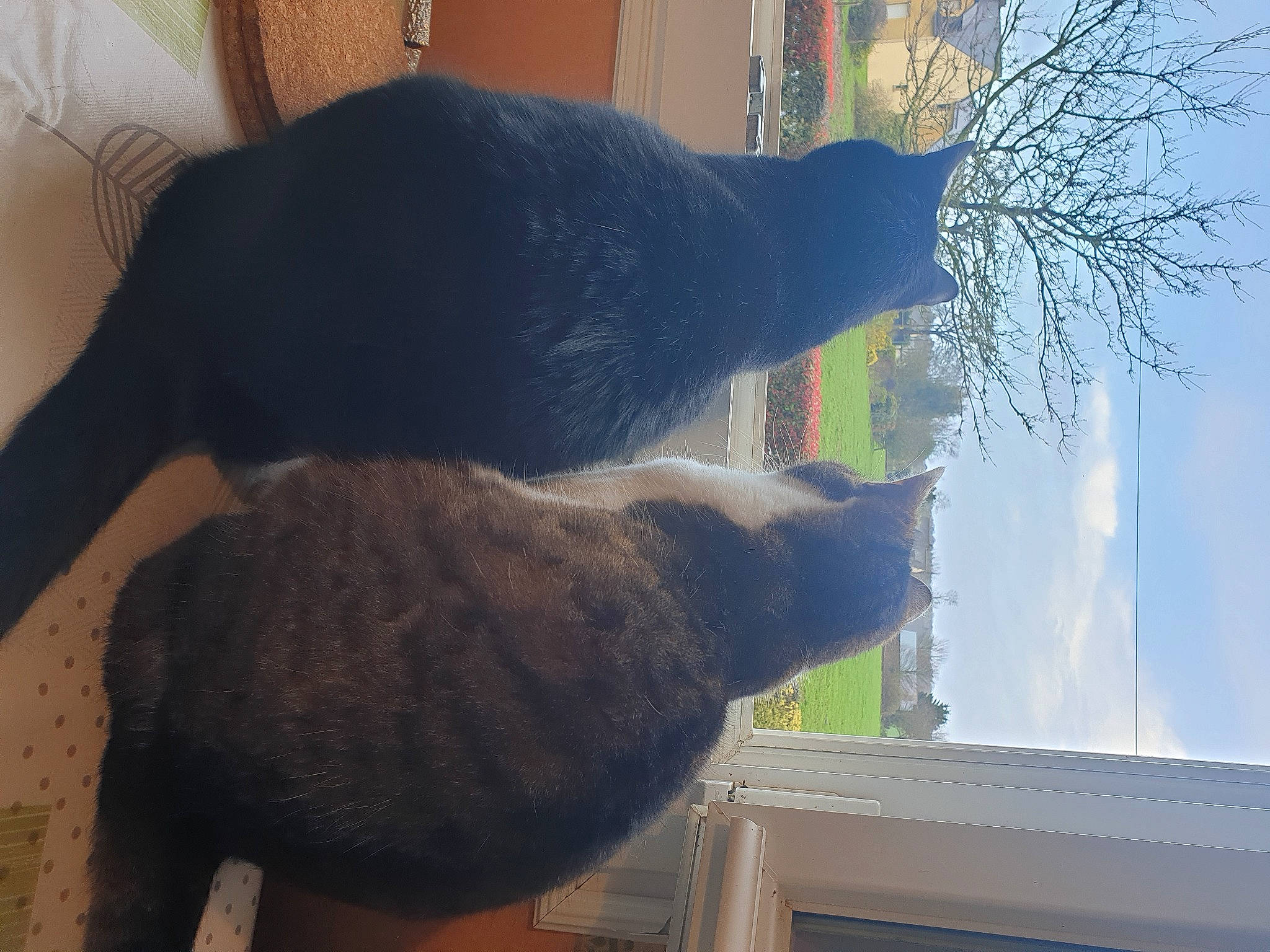 Jenny participe au concours pour gagner de l'argent avec cette photo : carnivore, cat, cloud, comfort, felidae, fur, plant, shadow, sky, small_to_medium_sized_cats, tail, terrestrial_animal, tints_and_shades, tree, twig, vertebrate, window, wood