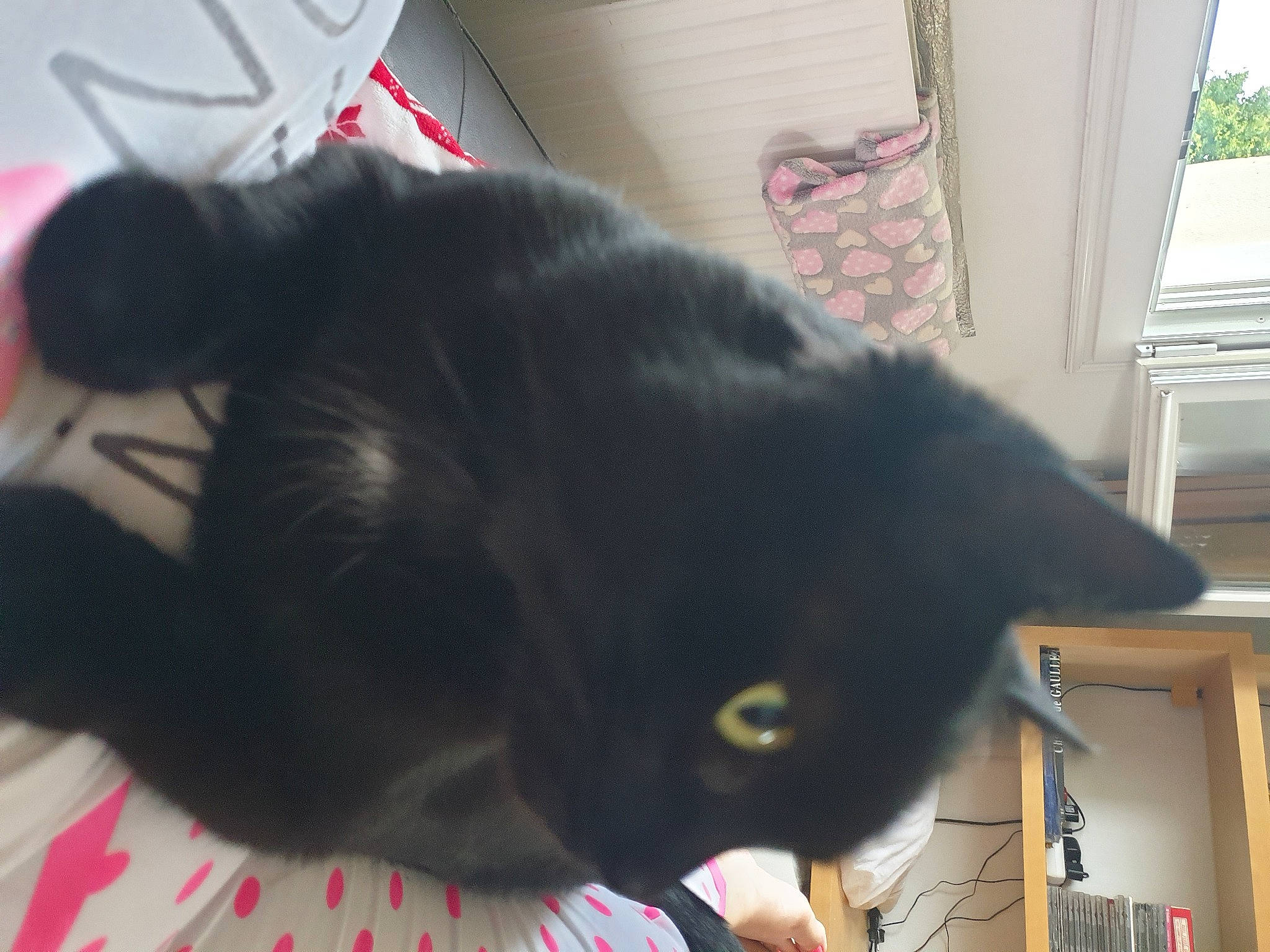 Lucien participe au concours pour gagner de l'argent avec cette photo : black_cat, bombay, bookcase, carnivore, cat, claw, comfort, domestic_short_haired_cat, ear, felidae, fur, shelf, small_to_medium_sized_cats, snout, tail, whiskers, window