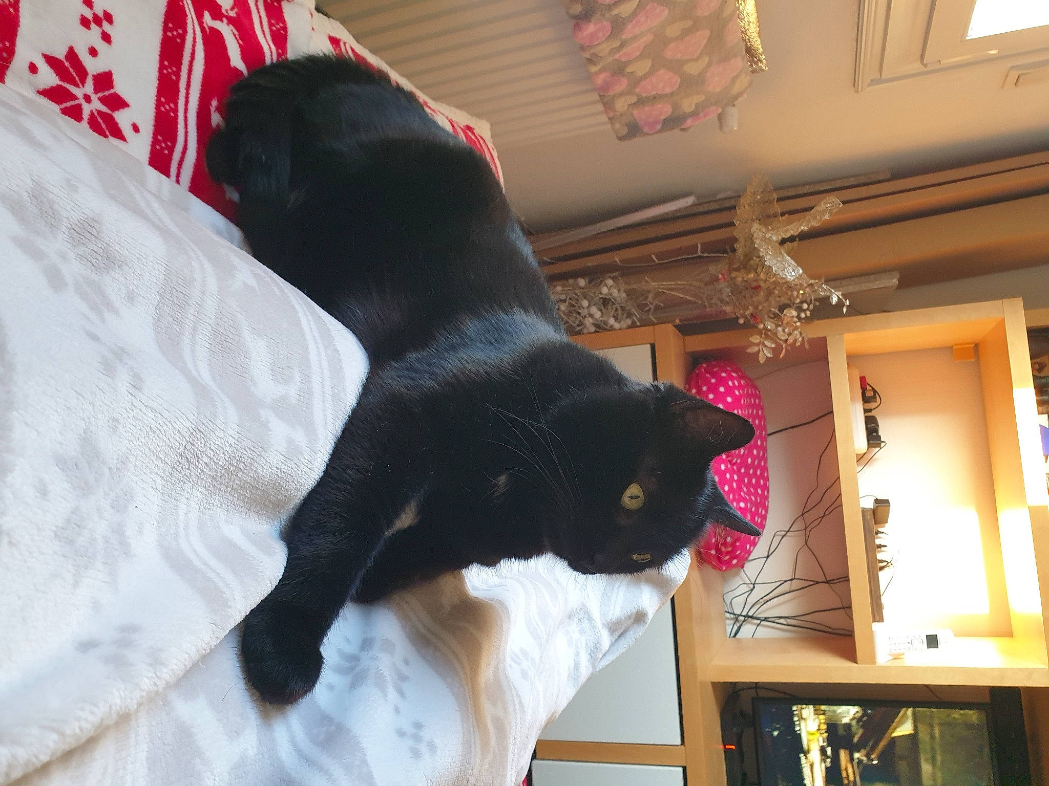 Lucien participe au concours pour gagner de l'argent avec cette photo : black_cat, bombay, carmine, carnivore, cat, comfort, domestic_short_haired_cat, felidae, fur, linens, magenta, room, shelf, small_to_medium_sized_cats, tail, whiskers, window