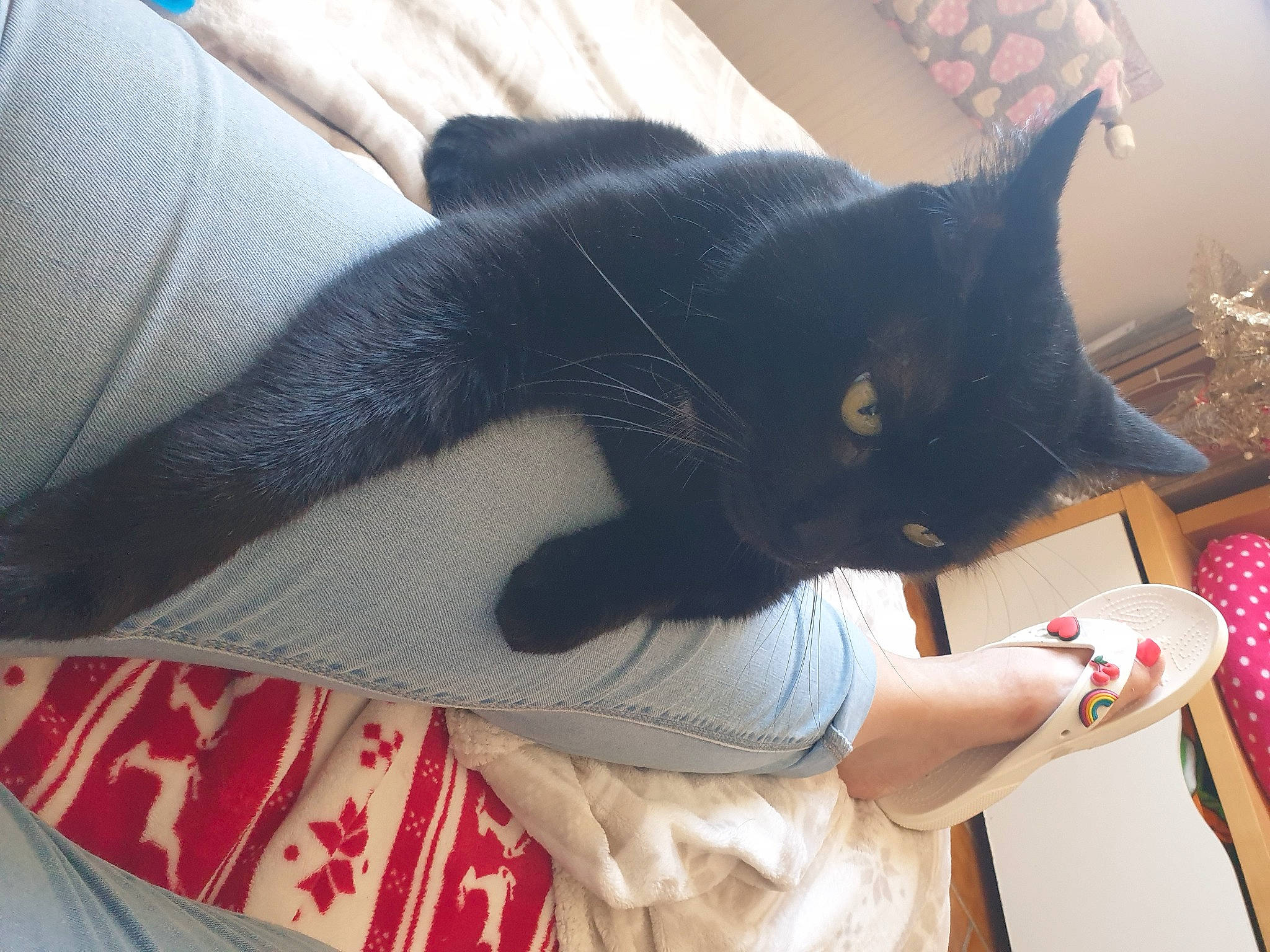 Lucien participe au concours pour gagner de l'argent avec cette photo : carnivore, cat, comfort, elbow, felidae, fur, gesture, human_leg, lap, leg, nail, sleeve, small_to_medium_sized_cats, tail, textile, thigh, tree, whiskers, white, wrist