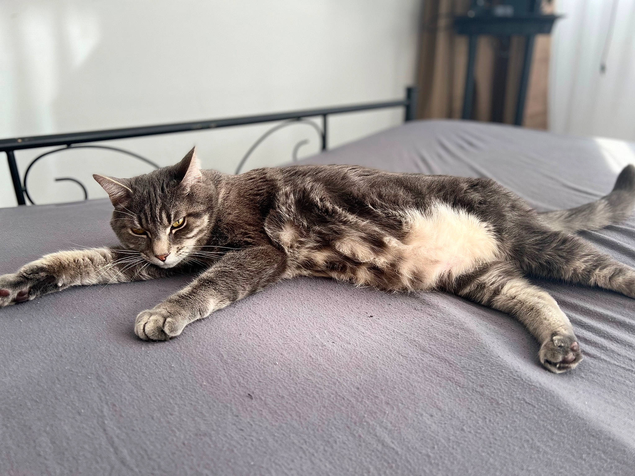 Bidouu participe au concours pour gagner de l'argent avec cette photo : carnivore, cat, claw, comfort, domestic_short_haired_cat, felidae, floor, flooring, fur, grey, mammal, metal, paw, small_to_medium_sized_cats, snout, tail, terrestrial_animal, vertebrate, whiskers, wood