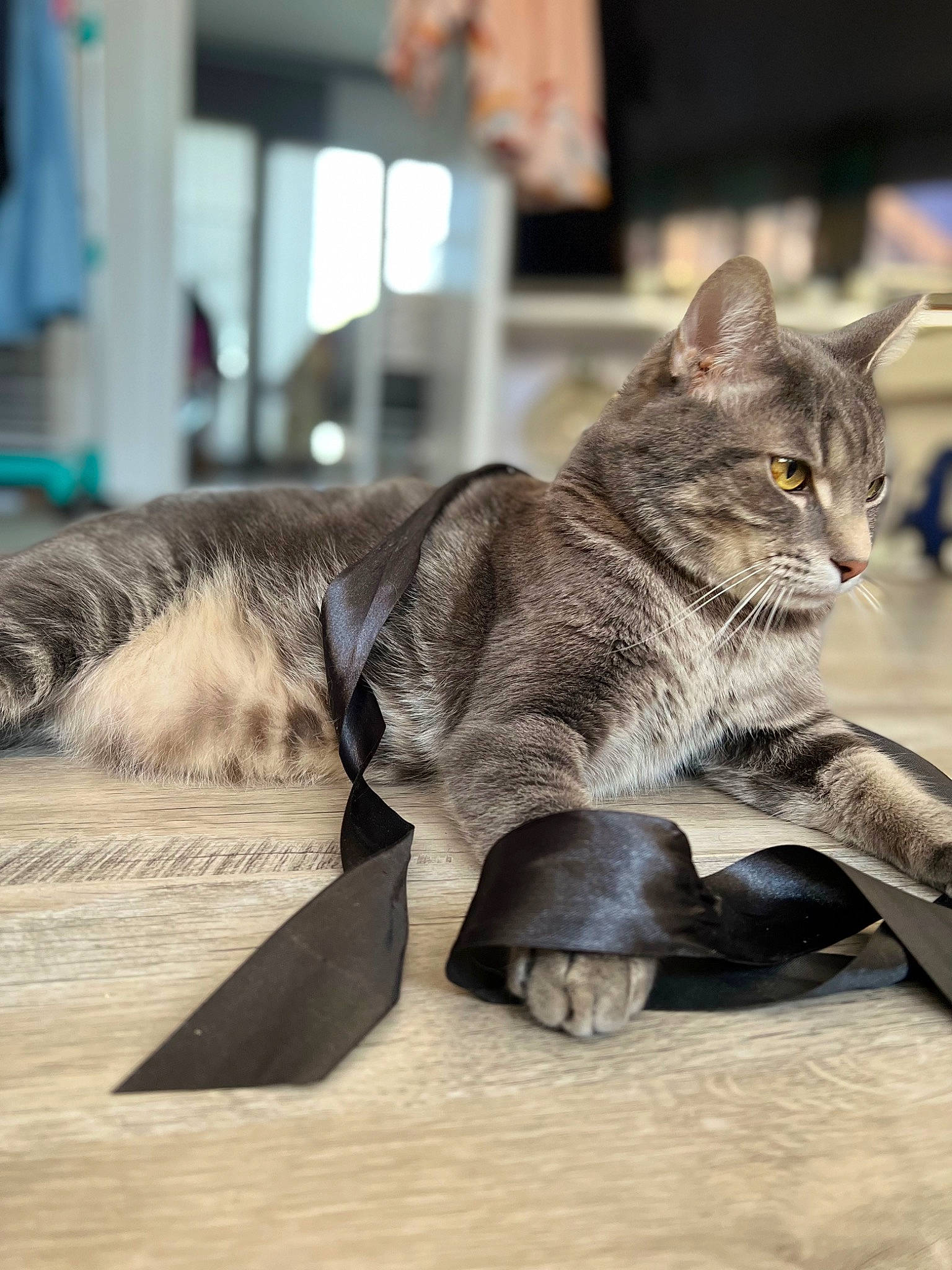 Bidouu a rejoint le concours — aidez-le/la à gagner de superbes lots ! carnivore, cat, claw, domestic_short_haired_cat, felidae, fur, grey, paw, photo_caption, sitting, small_to_medium_sized_cats, snout, tail, terrestrial_animal, whiskers, wildlife