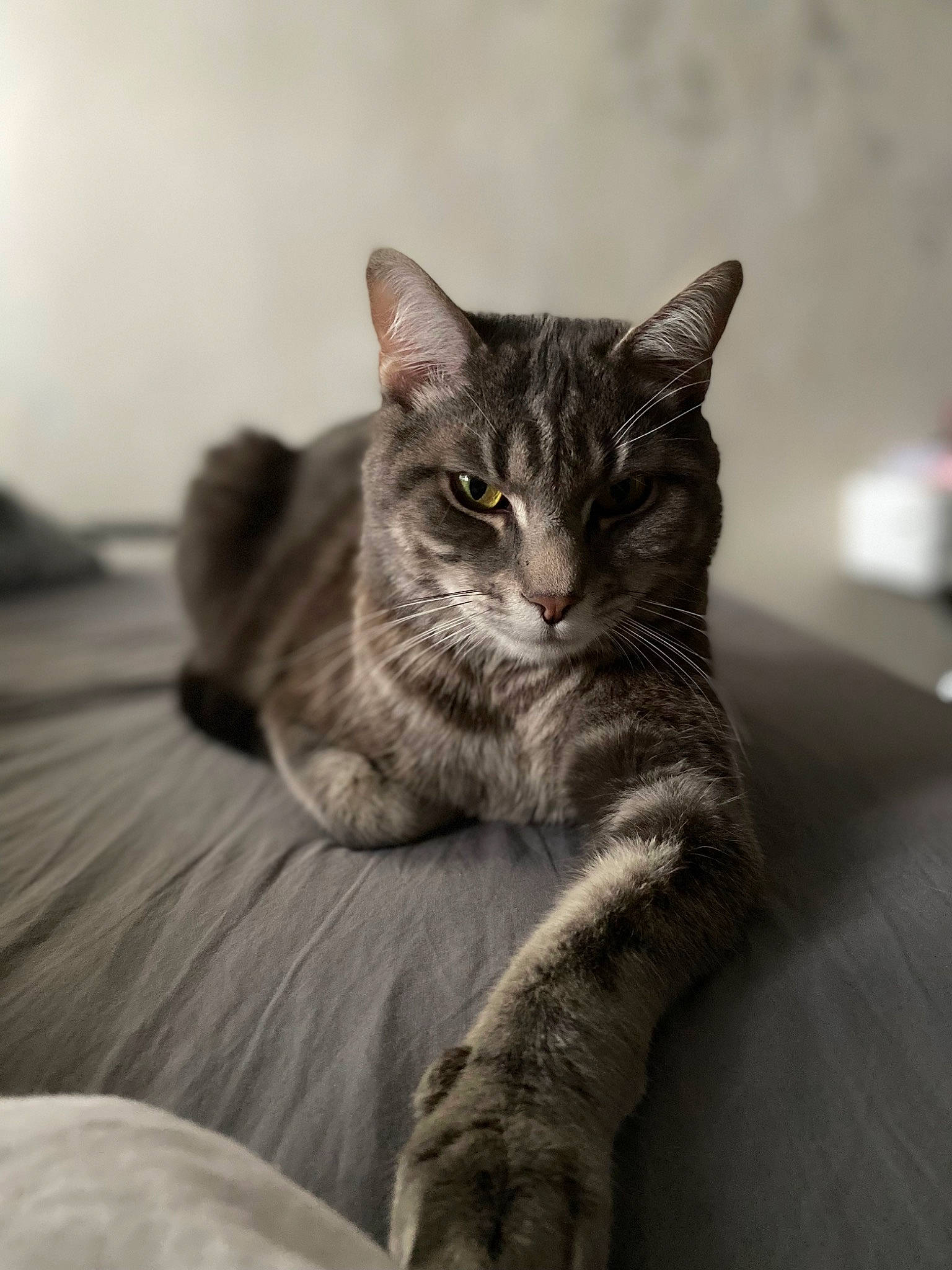 Bidou participe au concours pour gagner de l'argent avec cette photo : carnivore, cat, claw, comfort, domestic_short_haired_cat, felidae, fur, grey, monochrome, monochrome_photography, paw, sitting, small_to_medium_sized_cats, snout, tail, terrestrial_animal, whiskers, window