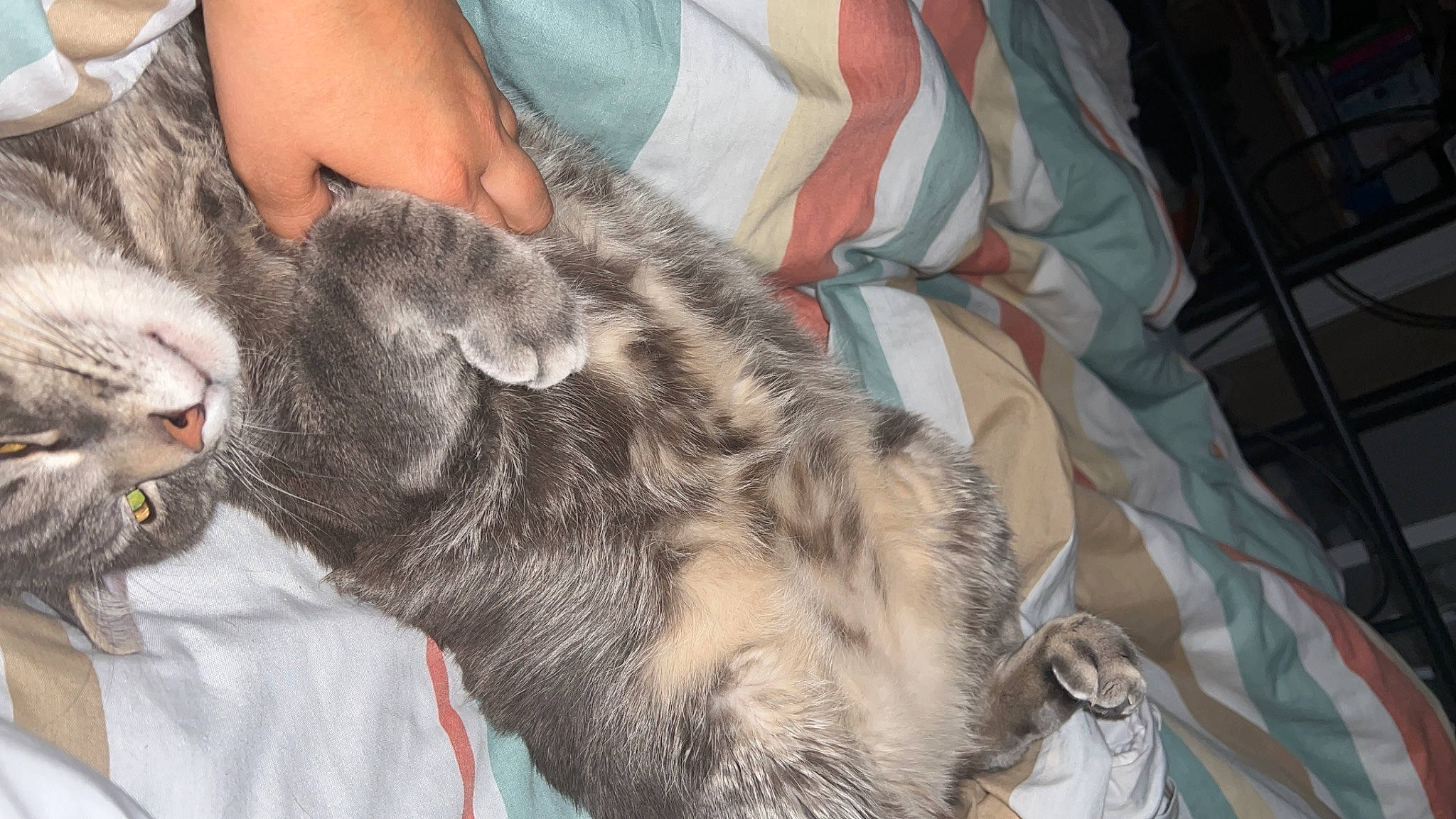 Bidou a rejoint le concours — aidez-le/la à gagner de superbes lots ! canidae, carnivore, cat, claw, comfort, dog_breed, domestic_short_haired_cat, ear, felidae, fur, gesture, nail, paw, small_to_medium_sized_cats, sporting_group, tail, whiskers