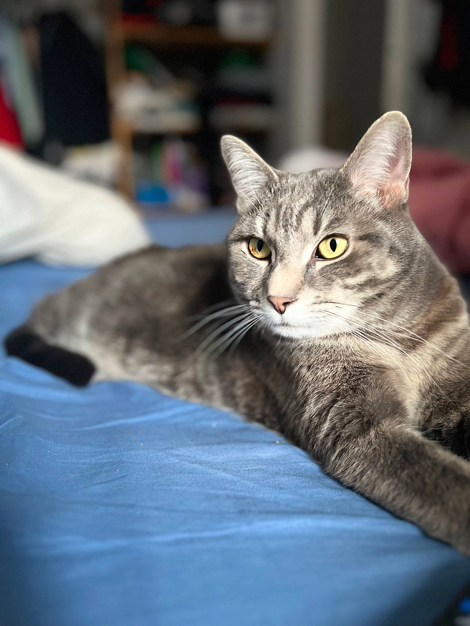 Bidou a rejoint le concours — aidez-le/la à gagner de superbes lots ! carnivore, cat, comfort, domestic_short_haired_cat, felidae, fur, grey, sitting, small_to_medium_sized_cats, snout, whiskers, wildlife, window