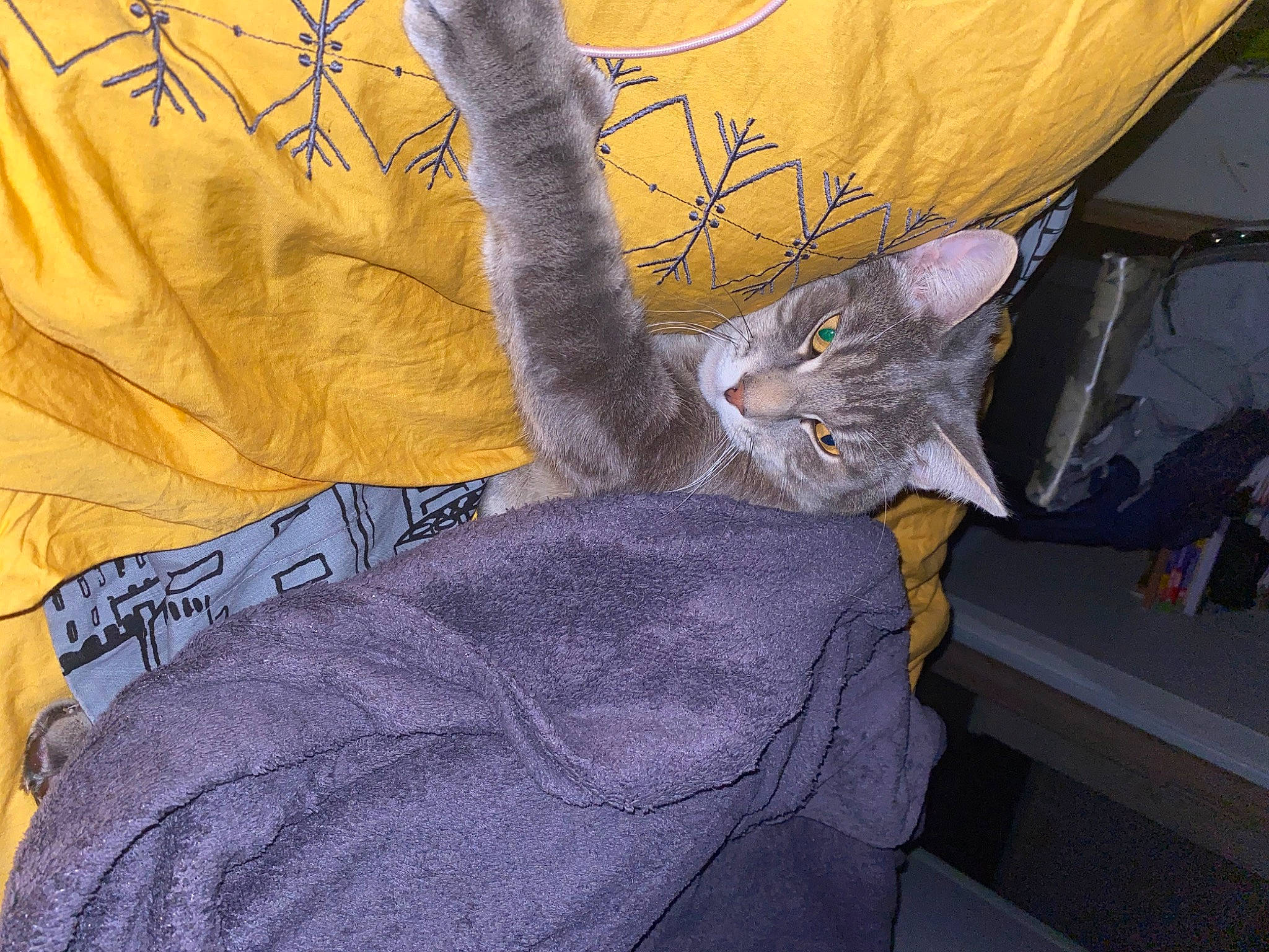 Bidou a rejoint le concours — aidez-le/la à gagner de superbes lots ! art, carnivore, cat, comfort, domestic_short_haired_cat, felidae, fur, grey, linens, pattern, plant, sleeve, small_to_medium_sized_cats, t_shirt, tail, tree, twig, visual_arts, whiskers, wood