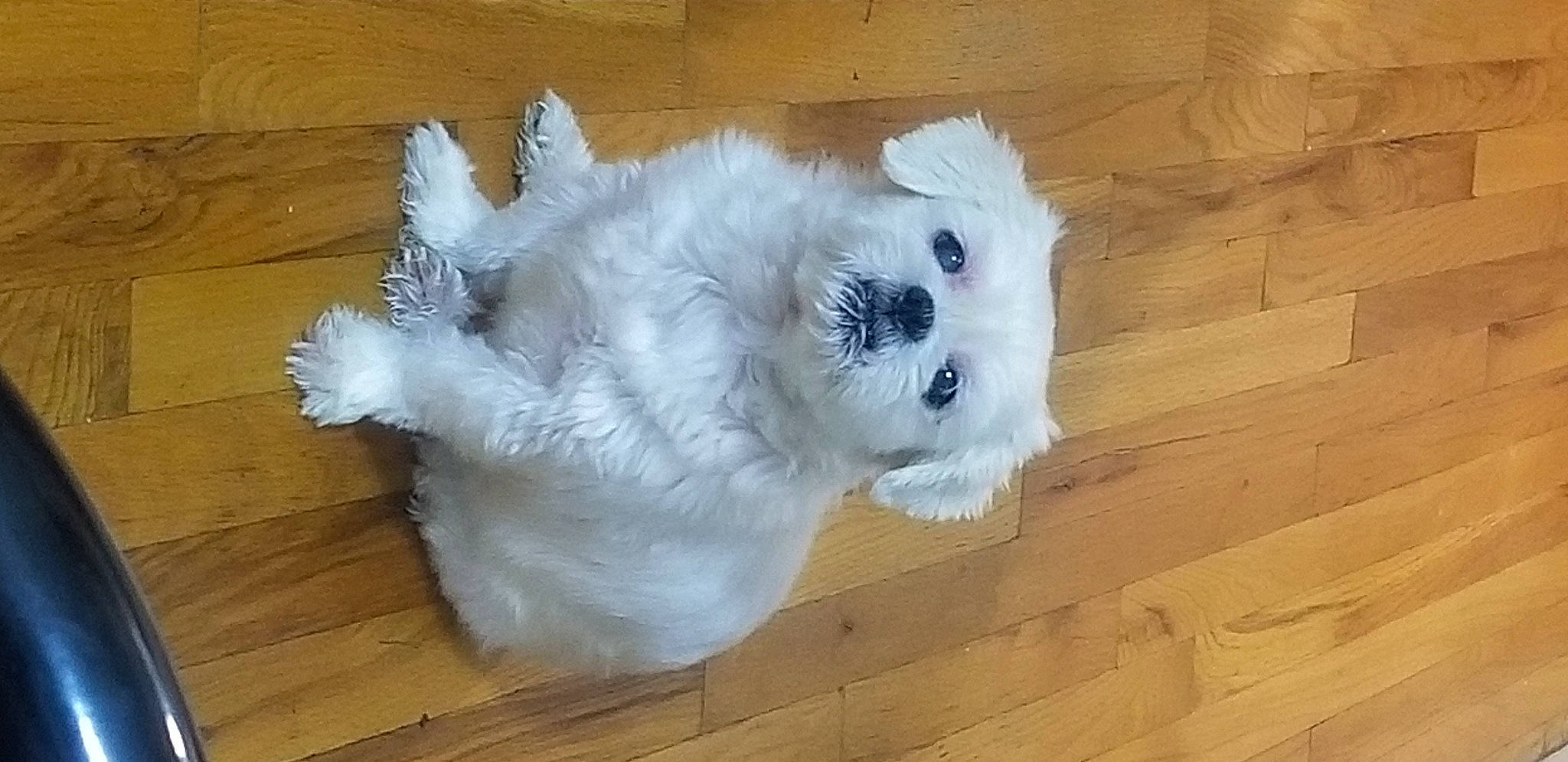 Romeo joined the competition — help win amazing prizes! canidae, carnivore, companion_dog, dog, dog_breed, fawn, felidae, flooring, fur, hardwood, samoyed, small_to_medium_sized_cats, snout, sporting_group, tail, toy_dog, whiskers, wood, wood_stain, working_animal