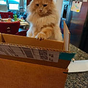 Cappuccino joined the competition — help win amazing prizes! animal, cardboard_box, cat, chair, countertop, cozy, curious, domestic_animal, feline, fluffy, furniture, home, indoor, kitchen, orange_cat, pet, refrigerator, room, table, window