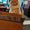 animal, cardboard_box, cat, chair, countertop, cozy, curious, domestic_animal, feline, fluffy, furniture, home, indoor, kitchen, orange_cat, pet, refrigerator, room, table, window