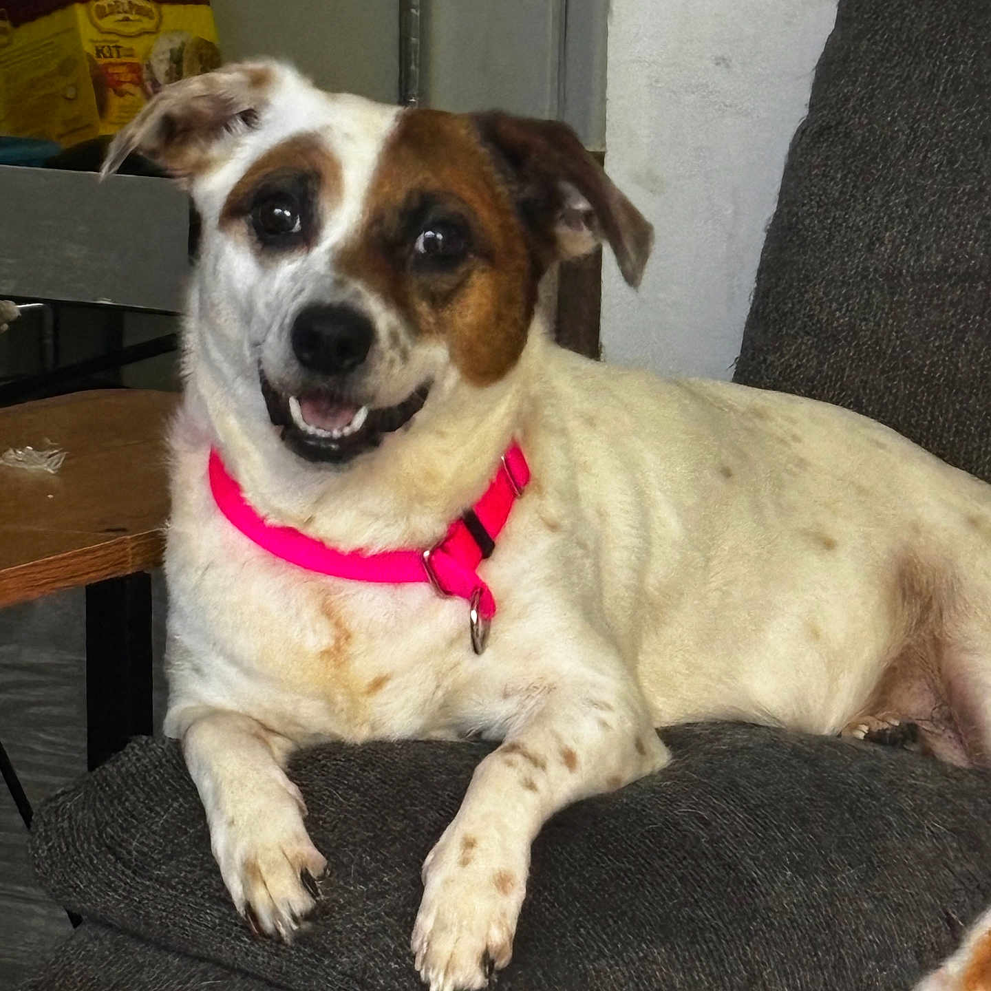 Andi is registered to the contest to win money with this photo: animal, brown_spots, canine, close_up, collar, couch, dog, domestic_animal, friendly, furniture, happy, household, indoor, looking_at_camera, paw, pet, relaxed, seated, smiling, white_fur