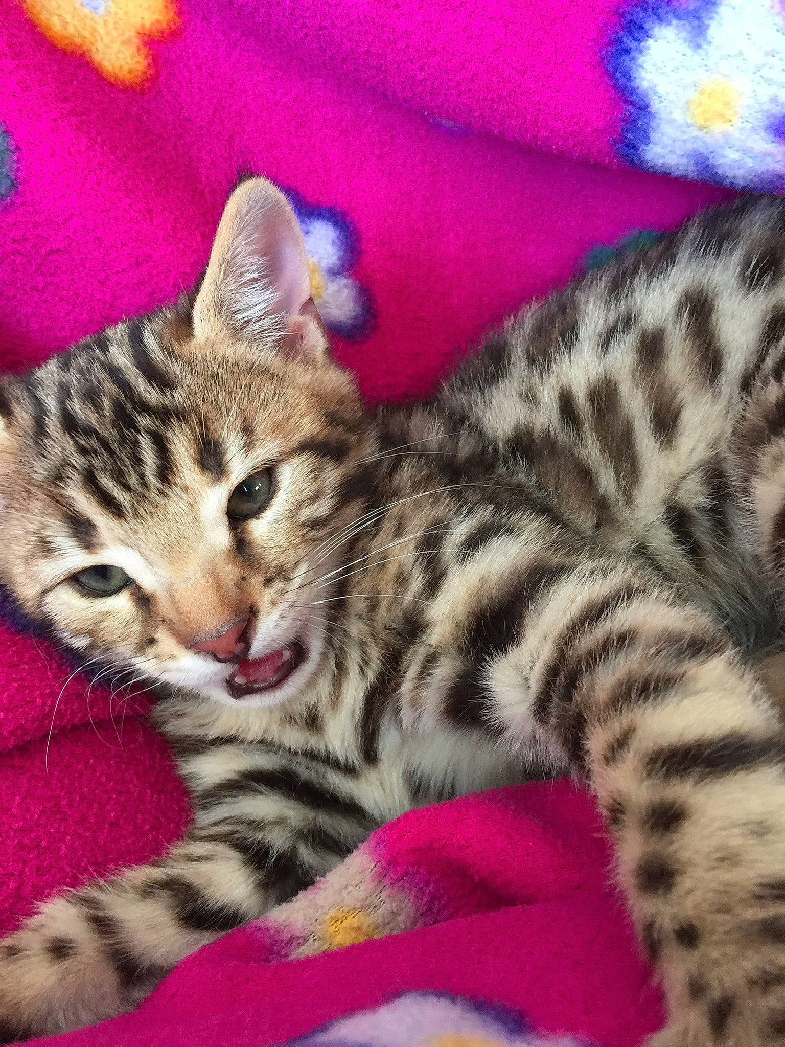 Diego is registered to the contest to win money with this photo: carnivore, cat, claw, close_up, comfort, domestic_short_haired_cat, eye, felidae, fur, nap, paw, photography, pink, sleep, small_to_medium_sized_cats, snout, terrestrial_animal, vertebrate, whiskers, wildlife