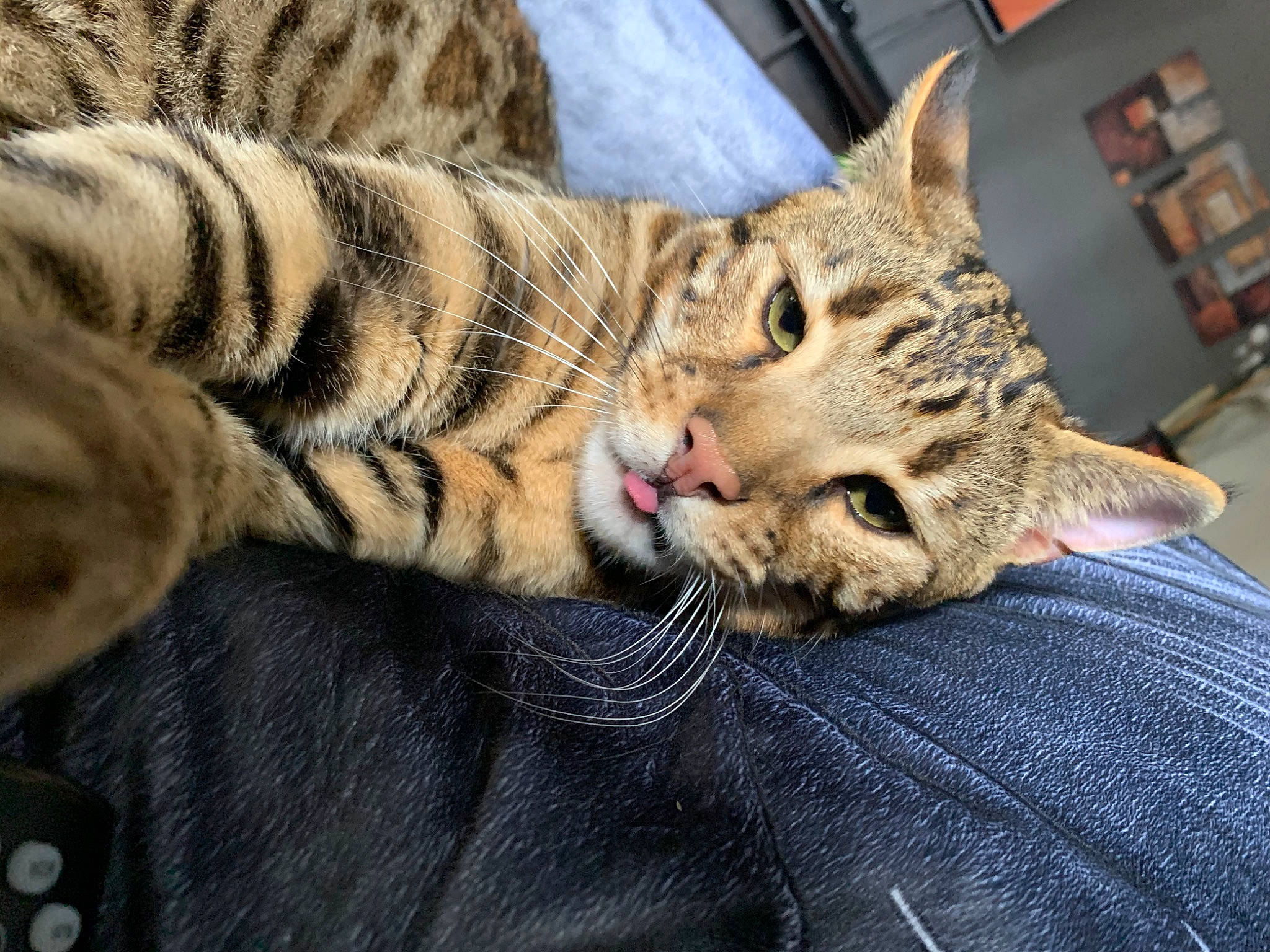 Diego is registered to the contest to win money with this photo: bookcase, carnivore, cat, claw, comfort, domestic_short_haired_cat, felidae, fur, nap, paw, shelf, sitting, small_to_medium_sized_cats, snout, whiskers