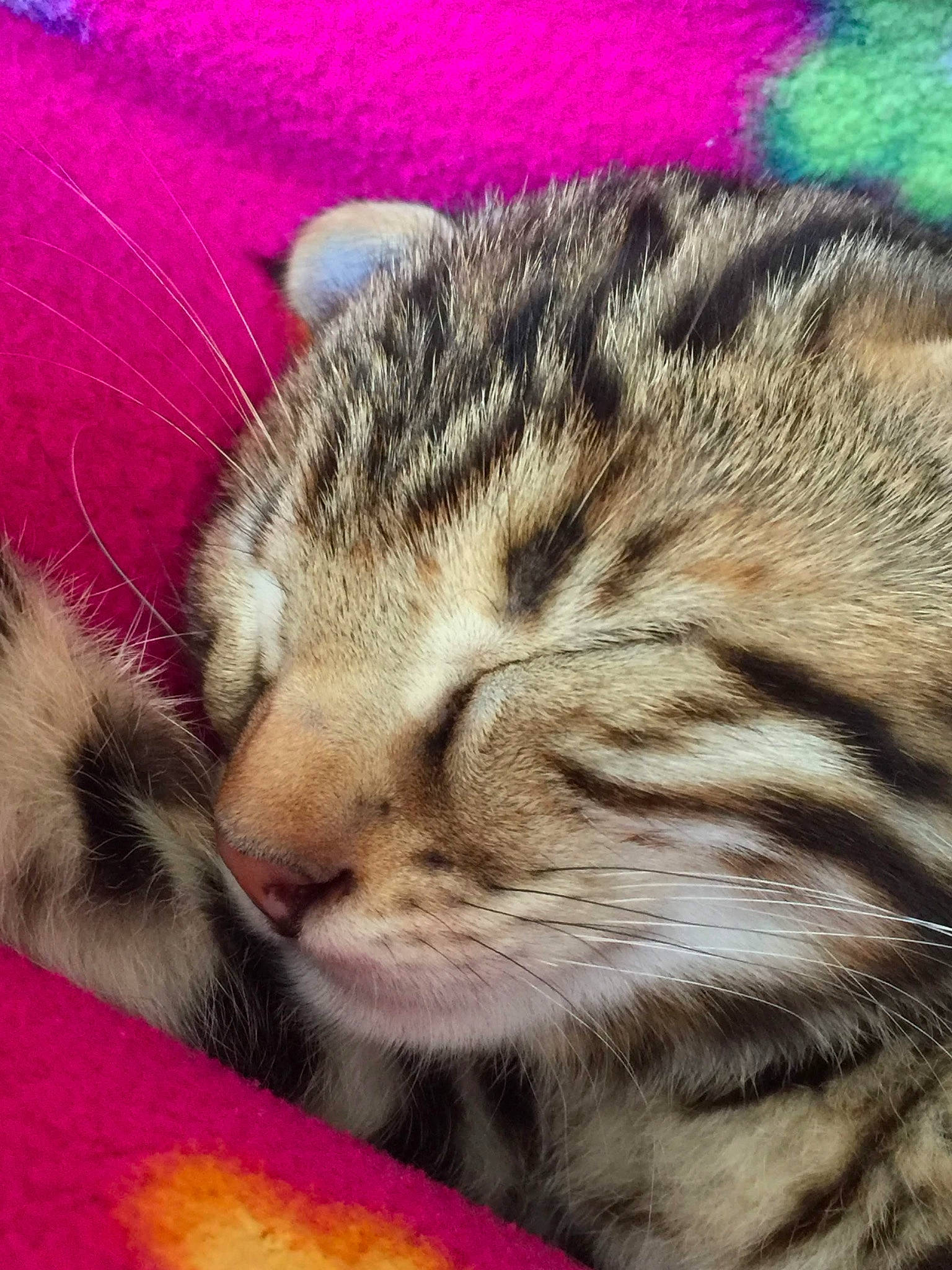 Diego joined the competition — help win amazing prizes! big_cats, carnivore, cat, close_up, cloud, comfort, domestic_short_haired_cat, eye, fawn, felidae, head, nose, paw, sky, small_to_medium_sized_cats, snout, tail, terrestrial_animal, whiskers, window