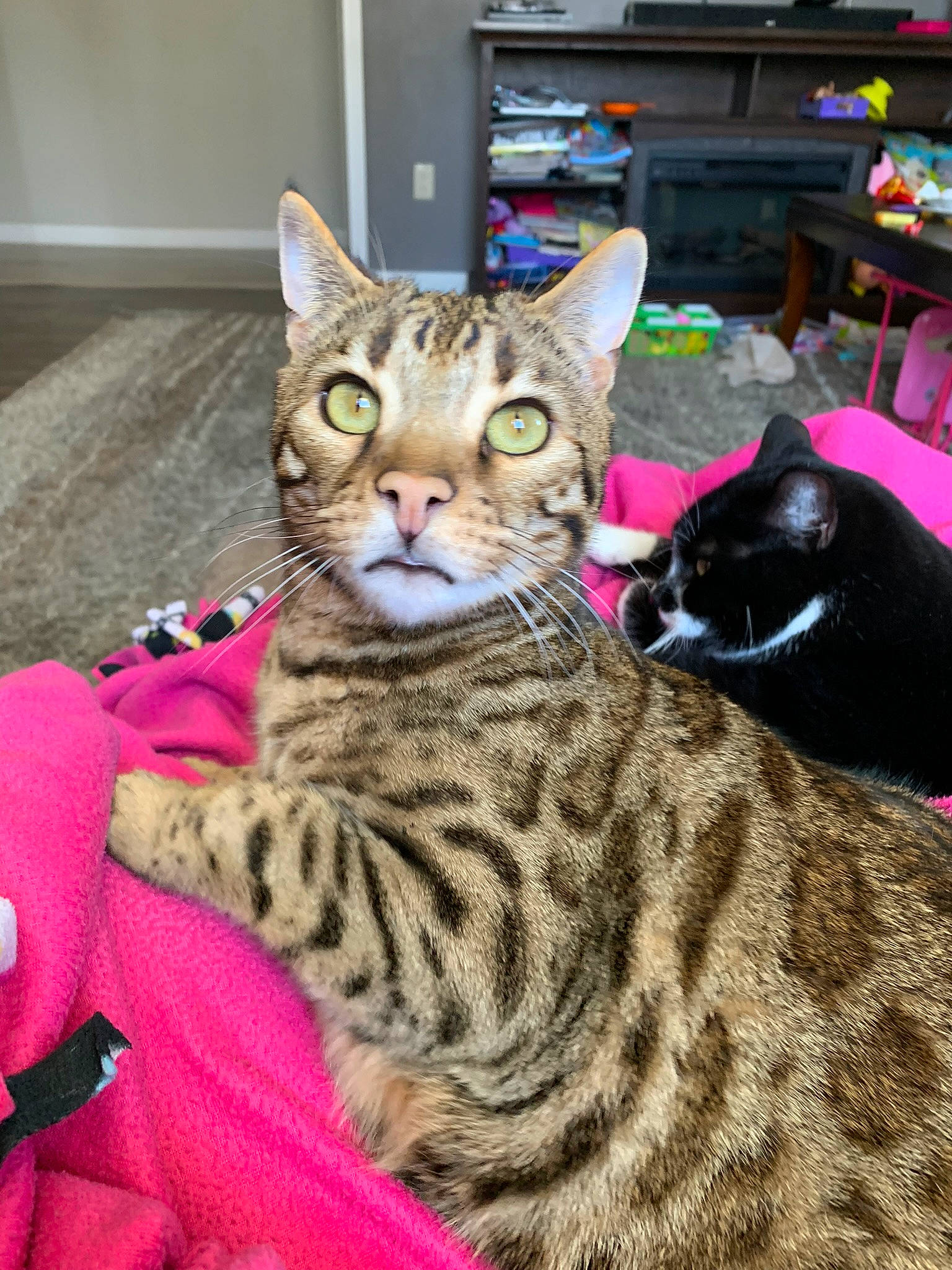 Diego is registered to the contest to win money with this photo: carnivore, cat, comfort, domestic_short_haired_cat, drawer, felidae, fur, houseplant, shelf, sitting, small_to_medium_sized_cats, snout, terrestrial_animal, whiskers