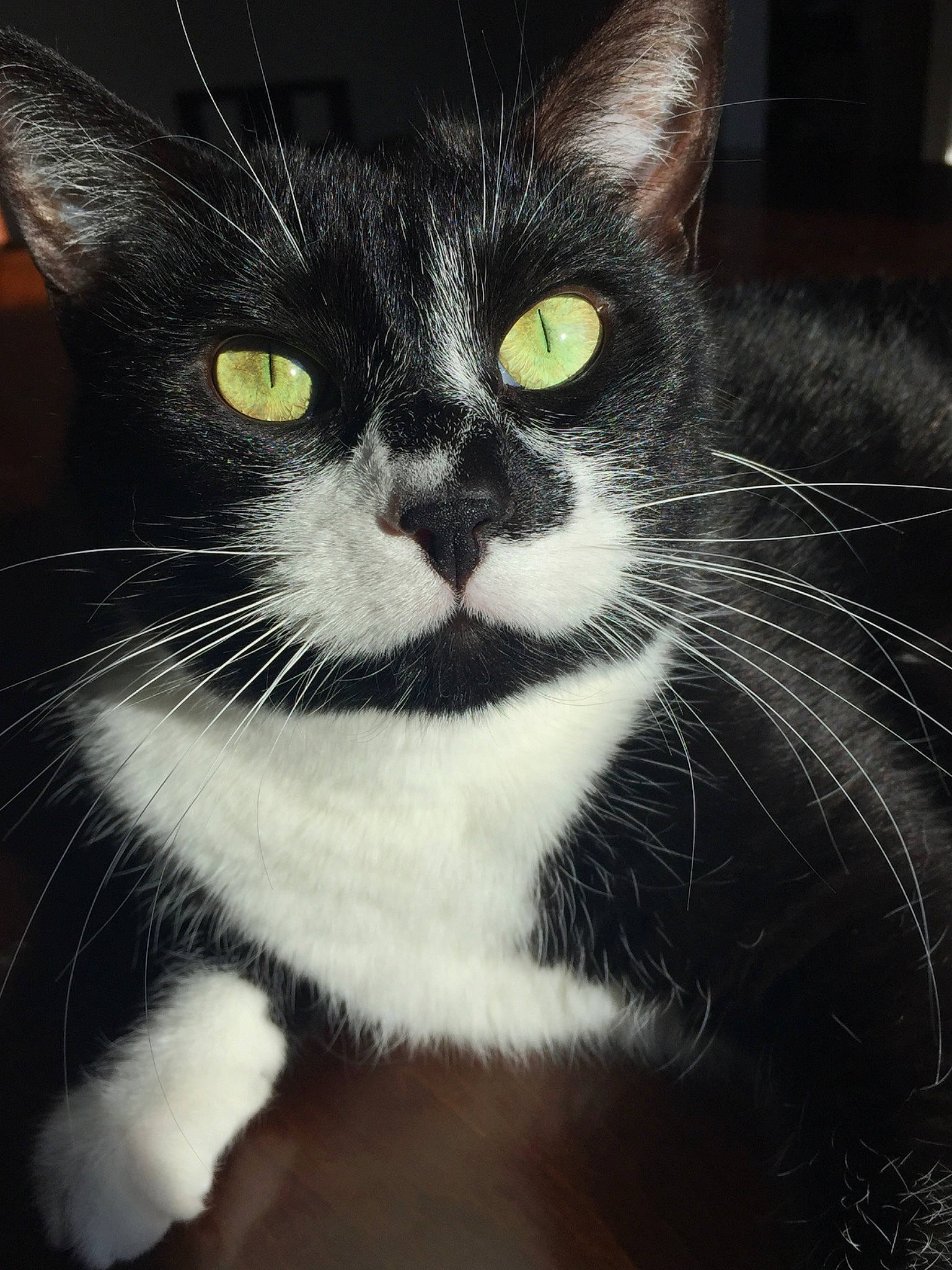 Emily joined the competition — help win amazing prizes! carnivore, cat, close_up, domestic_short_haired_cat, eye, felidae, fur, hair, head, human_body, iris, monochrome, monochrome_photography, small_to_medium_sized_cats, snout, terrestrial_animal, whiskers, window