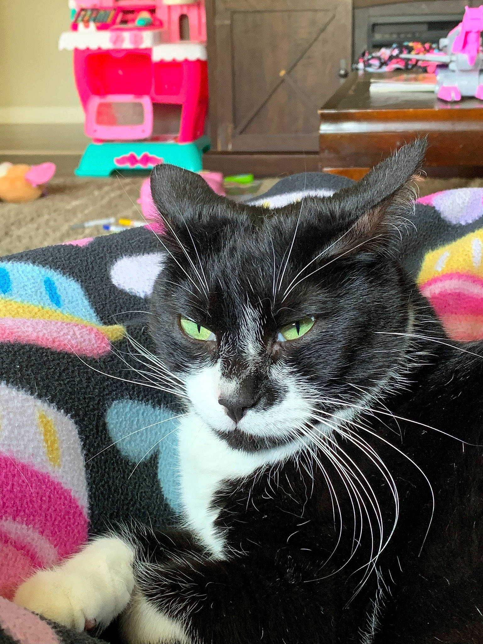 Emily joined the competition — help win amazing prizes! black_cat, bookcase, carnivore, cat, claw, comfort, domestic_short_haired_cat, felidae, flooring, fur, grass, mammal, pattern, paw, plant, small_to_medium_sized_cats, snout, tail, textile, whiskers