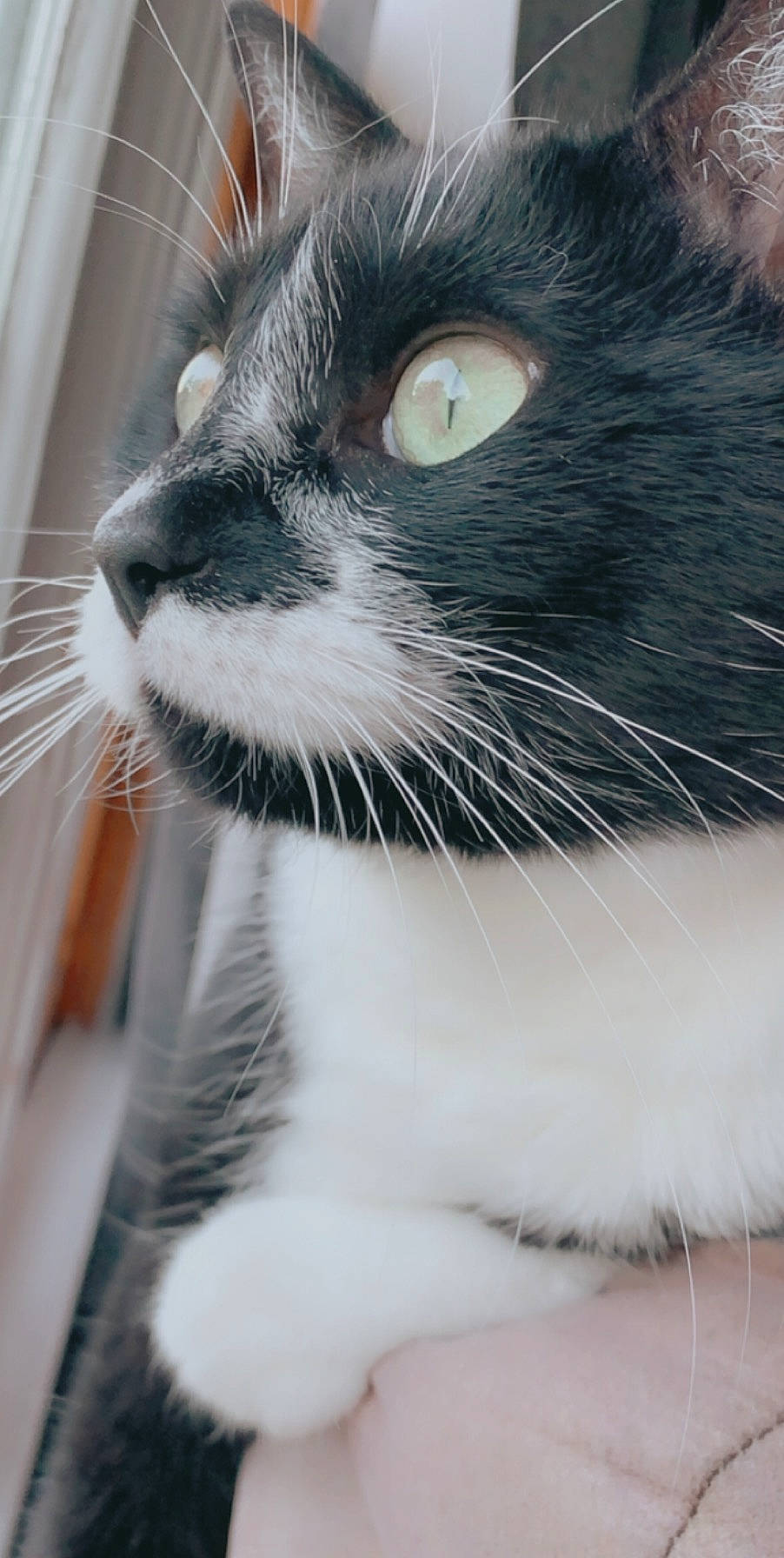 Emily joined the competition — help win amazing prizes! carnivore, cat, claw, collar, domestic_short_haired_cat, eyelash, felidae, fur, hair, head, iris, leg, paw, pet_supply, small_to_medium_sized_cats, snout, tail, terrestrial_animal, whiskers, window