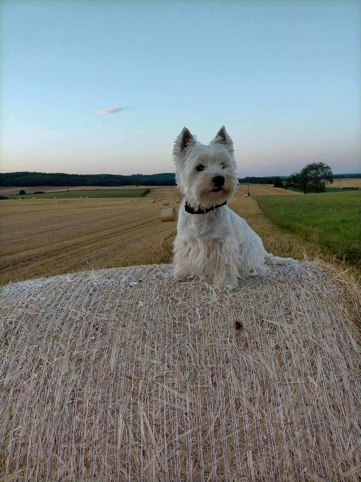 Chippie a rejoint le concours — aidez-le/la à gagner de superbes lots ! agriculture, canidae, carnivore, cloud, companion_dog, dog, dog_breed, field, grass, grassland, landscape, prairie, sky, small_terrier, sporting_group, tail, terrestrial_animal, terrier, tree, working_animal