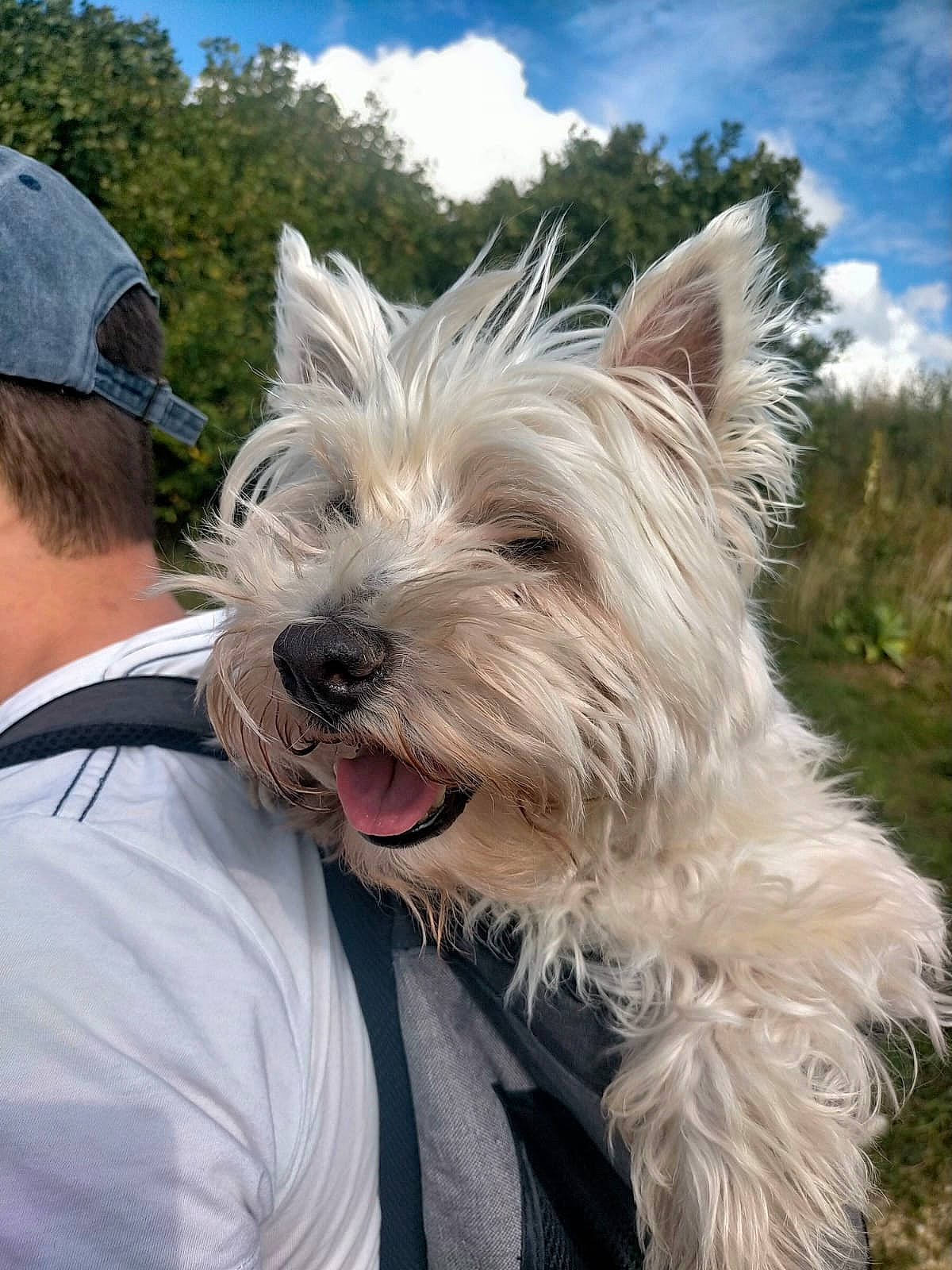 Chippie a rejoint le concours — aidez-le/la à gagner de superbes lots ! baseball_cap, canidae, cap, carnivore, cloud, collar, companion_dog, dog, dog_breed, dog_supply, gesture, happy, sky, small_terrier, snout, sporting_group, terrier, toy_dog, tree, working_animal