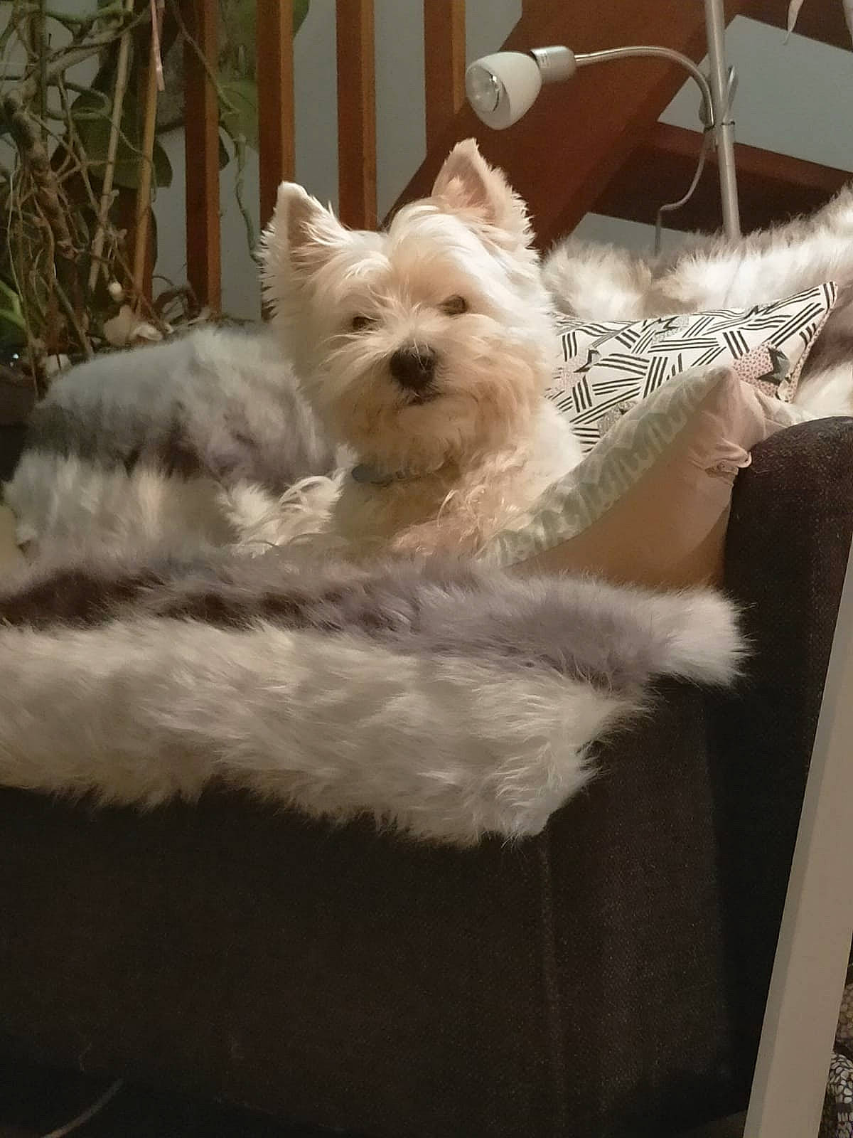 Chippie participe au concours pour gagner de l'argent avec cette photo : canidae, carnivore, companion_dog, dog, dog_breed, fawn, fur, non_sporting_group, small_terrier, snout, sporting_group, terrestrial_animal, terrier, toy_dog, working_animal
