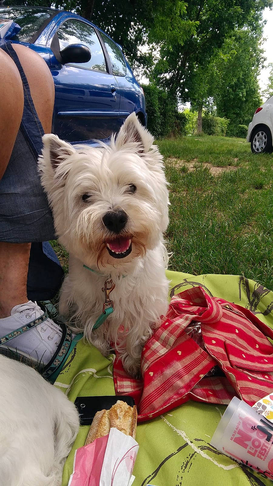 Chippie participe au concours pour gagner de l'argent avec cette photo : car, carnivore, collar, companion_dog, dog, dog_breed, dog_collar, dog_supply, grass, plant, small_terrier, snout, sporting_group, terrier, tire, toy_dog, tree, vehicle, wheel, working_animal
