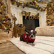 Oreo is registered to the contest to win money with this photo: dog, small_dog, christmas_sweater, holiday_decorations, fireplace, noel_sign, white_rug, wood_floor, golden_decor, christmas_tree, festive, indoor, pet, tongue_out, cozy, sparkle, lights, reindeer_ornament, warm_lighting, relaxing