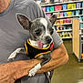 Oreo joined the competition — help win amazing prizes! dog, small_dog, tongue_out, pet_store, person, arm, clothing, sleeve, shelf, pet_food, colorful, shopping, indoor, animal, cute, expression, holding, store_aisle, black_harness, short_hair