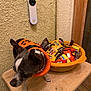 Oreo joined the competition — help win amazing prizes! dog, small_dog, sweater, orange_sweater, black_sweater, table, candy, candy_bars, bowl, yellow_bowl, doorbell_camera, wall, textured_wall, indoor, pet, animal, chihuahua, holiday, fall, halloween