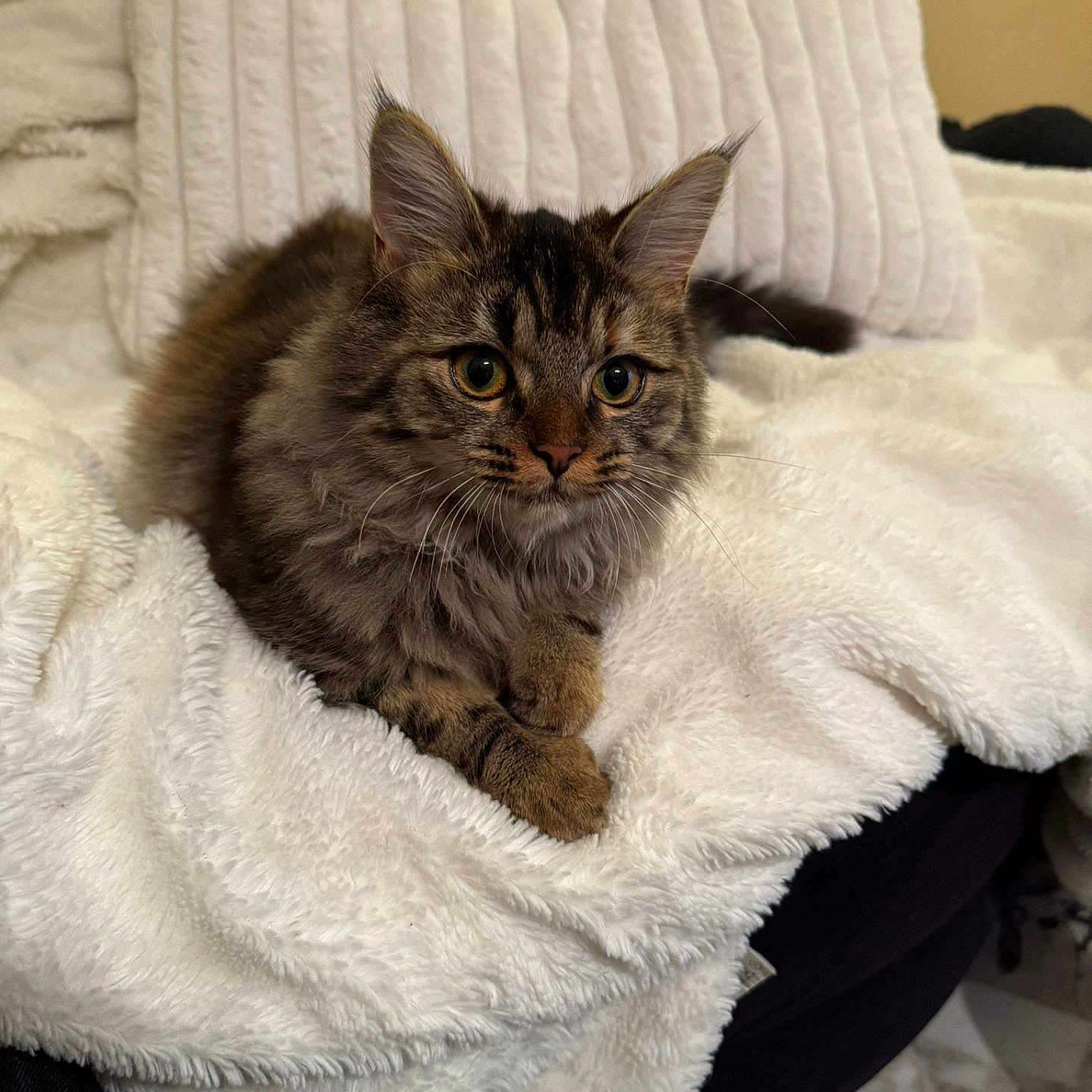 Vahiana a rejoint le concours — aidez-le/la à gagner de superbes lots ! animal, blanket, cat, cushion, homedecor, kitten, manx, pet, quilt, towel