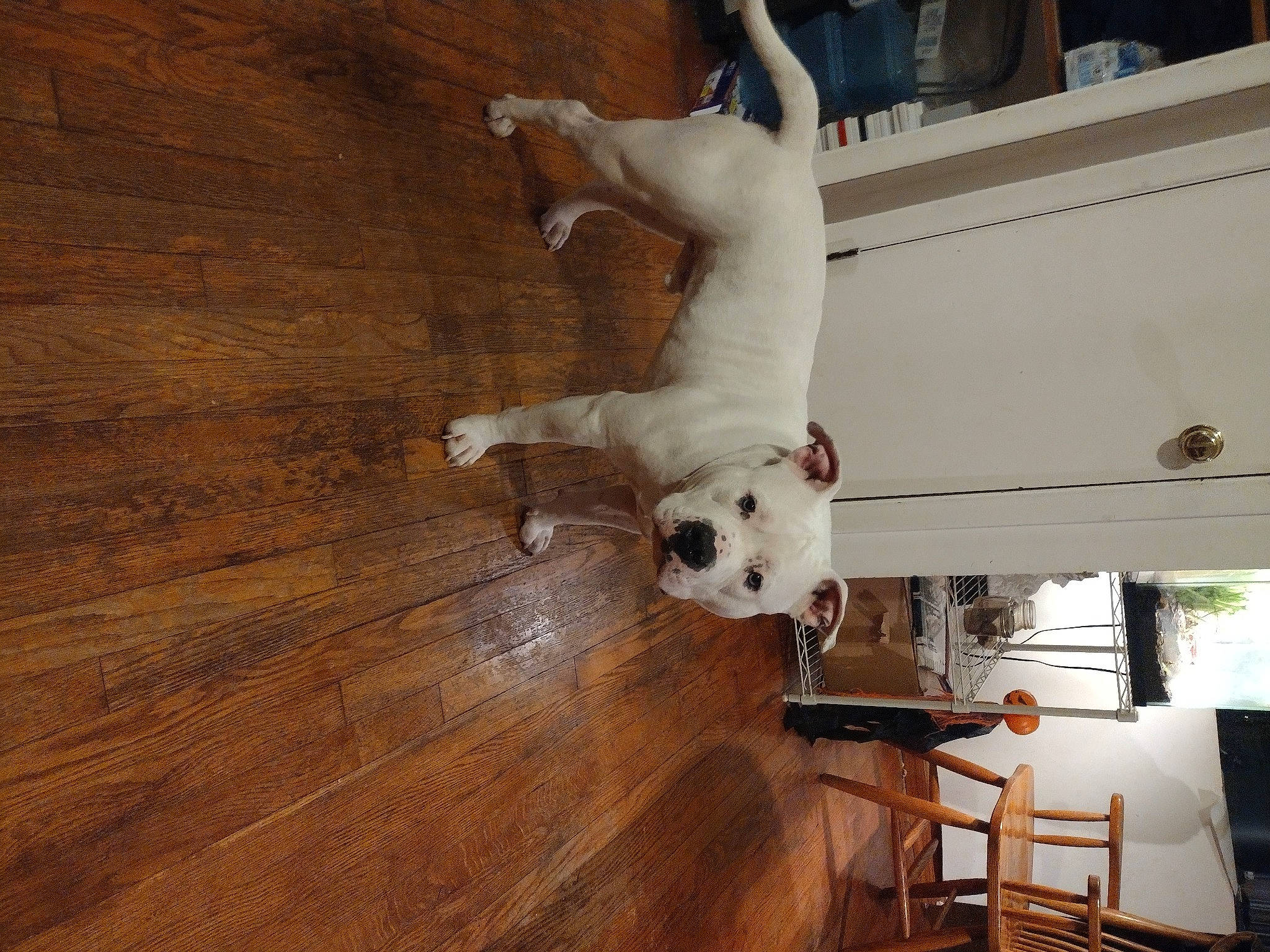 Bruiser is registered to the contest to win money with this photo: canidae, carnivore, collar, companion_dog, dog, dog_breed, fawn, floor, flooring, football, hardwood, laminate_flooring, pet_supply, snout, sporting_group, tail, varnish, wood, wood_flooring, working_animal