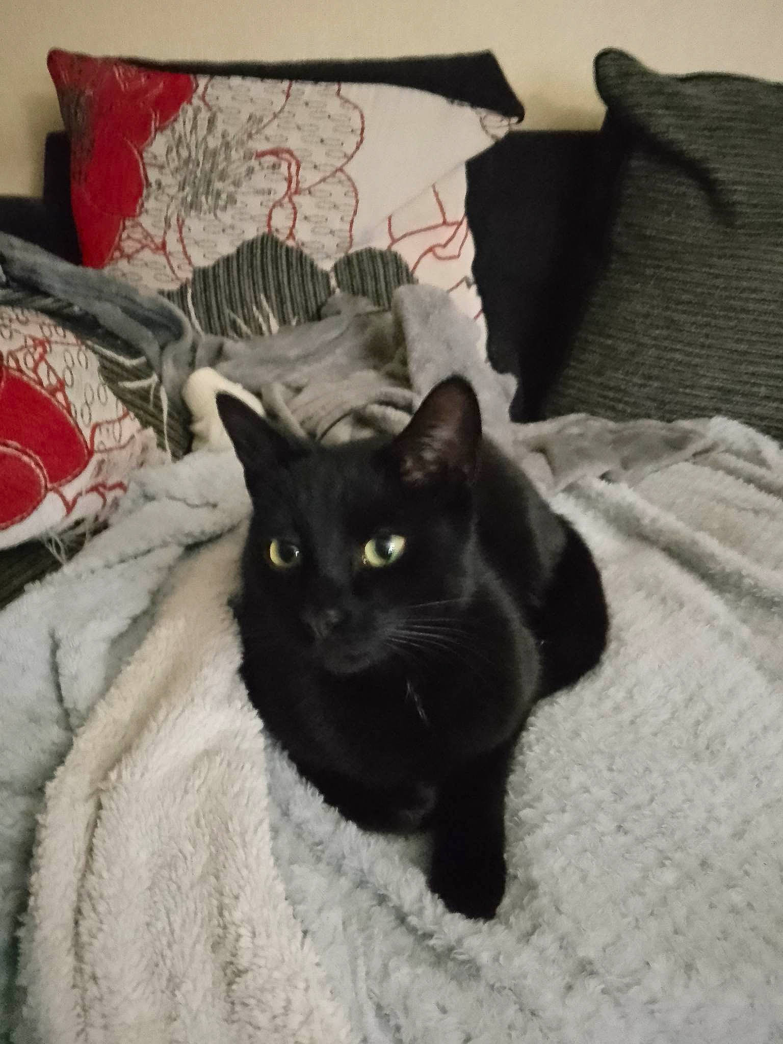 Milo joined the competition — help win amazing prizes! bedding, black_cat, bombay, carnivore, cat, cat_supply, comfort, domestic_short_haired_cat, felidae, fur, grey, linens, pattern, plant, room, small_to_medium_sized_cats, snout, tail, terrestrial_animal, whiskers