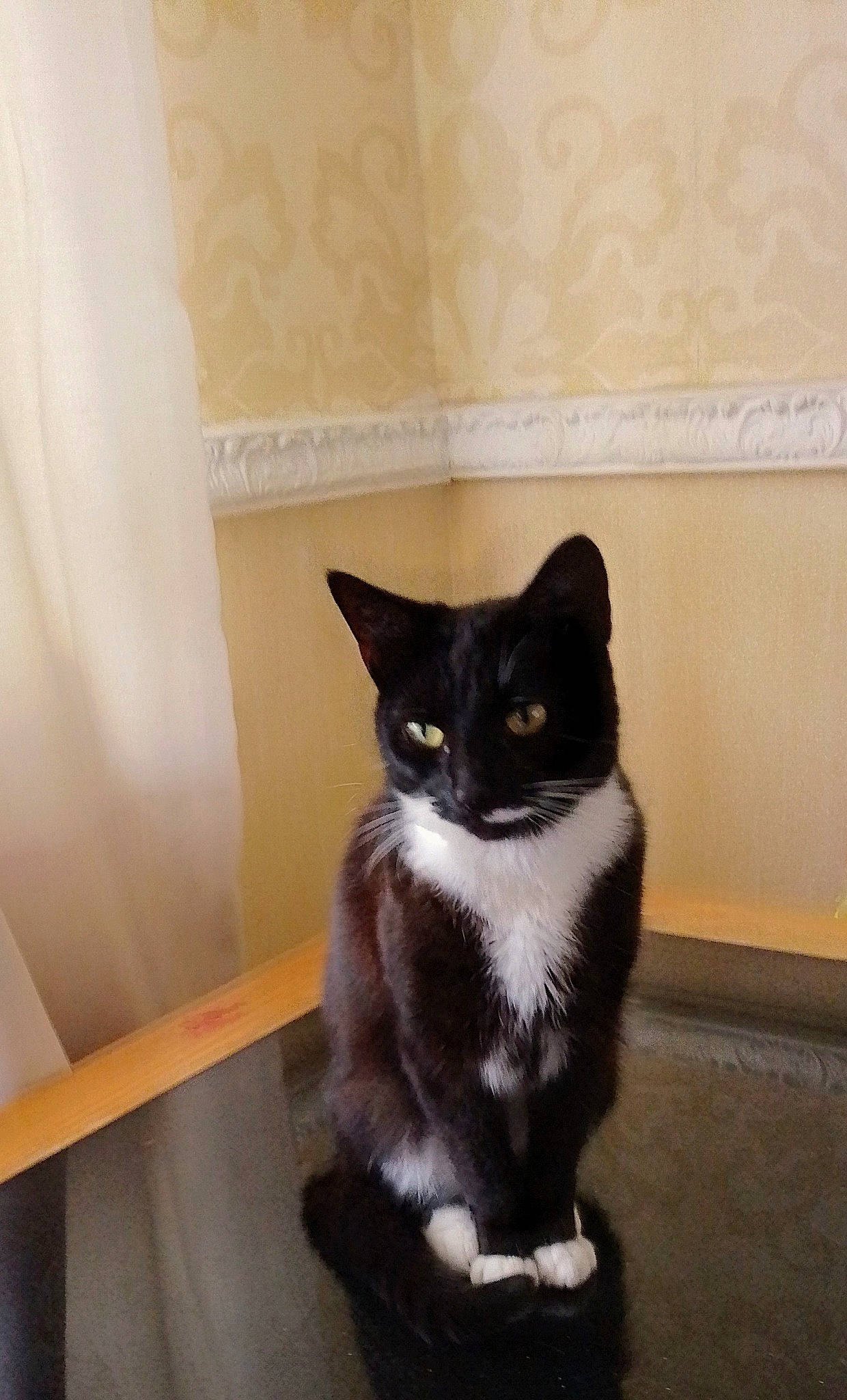 Poppy is registered to the contest to win money with this photo: black_cat, carnivore, cat, cat_furniture, cat_supply, curtain, domestic_short_haired_cat, eye, felidae, floor, flooring, fur, grey, hardwood, paw, small_to_medium_sized_cats, tail, whiskers, window, wood