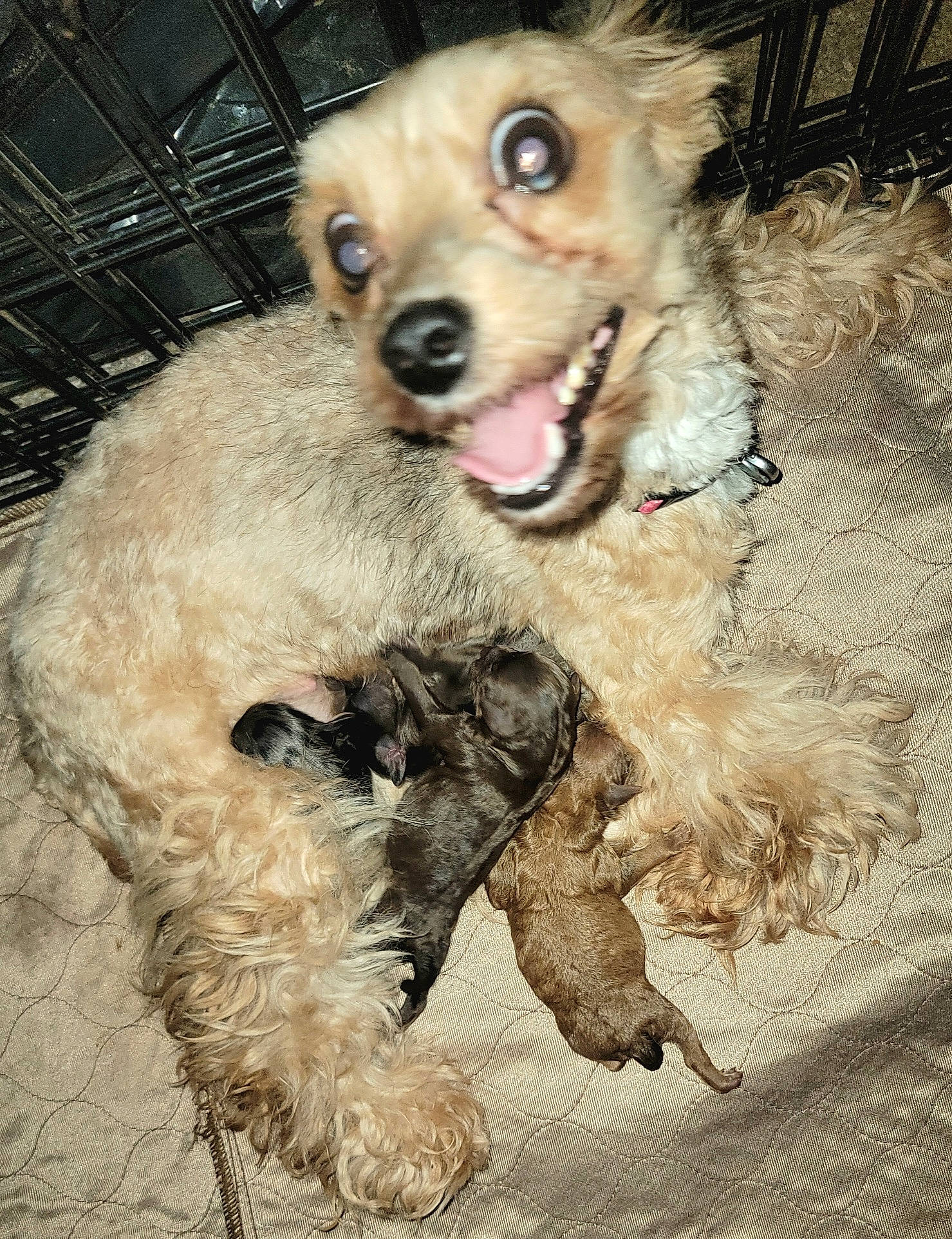 Fanci is registered to the contest to win money with this photo: canidae, carnivore, chihuahua, companion_dog, dog, dog_breed, dog_supply, fang, fawn, fur, liver, paw, pet_supply, snout, sporting_group, tail, terrestrial_animal, toy_dog, whiskers, working_animal