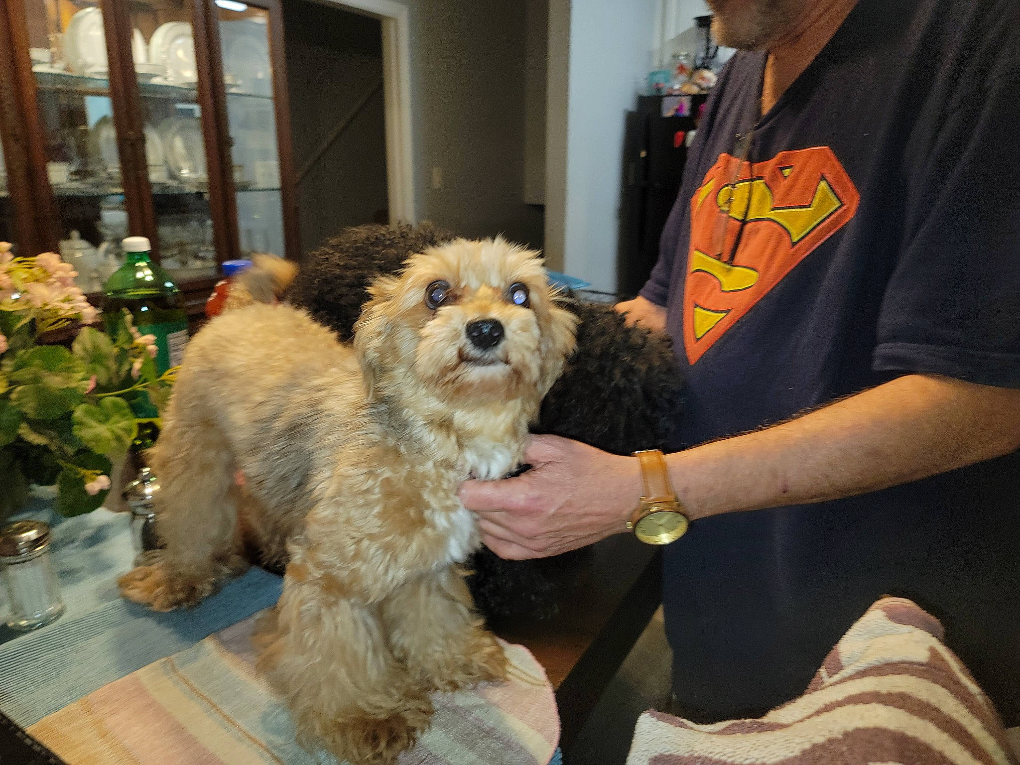 Fanci joined the competition — help win amazing prizes! canidae, carnivore, chair, companion_dog, dog, dog_breed, door, flower, flowerpot, fur, personal_protective_equipment, plant, poodle_crossbreed, puppy_love, sporting_group, t_shirt, terrier, toy_dog, watch, window