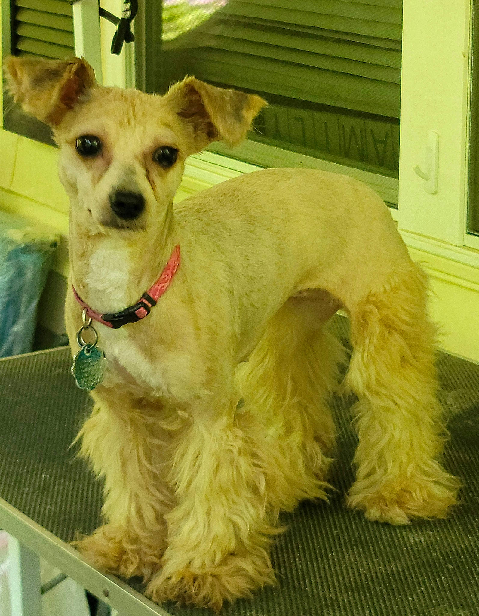 Fanci joined the competition — help win amazing prizes! canidae, carnivore, collar, companion_dog, dog, dog_breed, dog_collar, dog_supply, event, fawn, fur, non_sporting_group, pattern, pet_supply, snout, sporting_group, terrestrial_animal, whiskers, window, working_animal