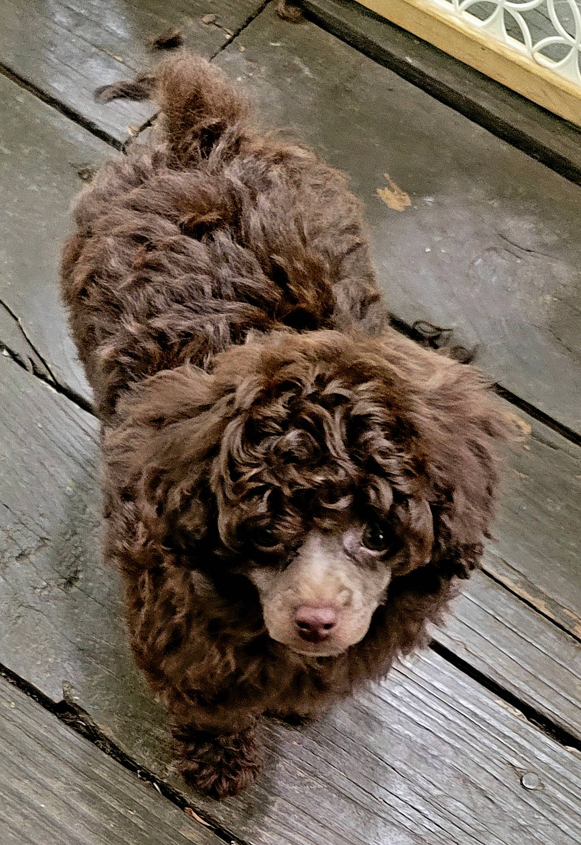 Fanci is registered to the contest to win money with this photo: canidae, carnivore, companion_dog, dog, dog_breed, fawn, flooring, fur, handwriting, hardwood, liver, snout, spaniel, sporting_group, terrestrial_animal, terrier, water_dog, wood, working_animal