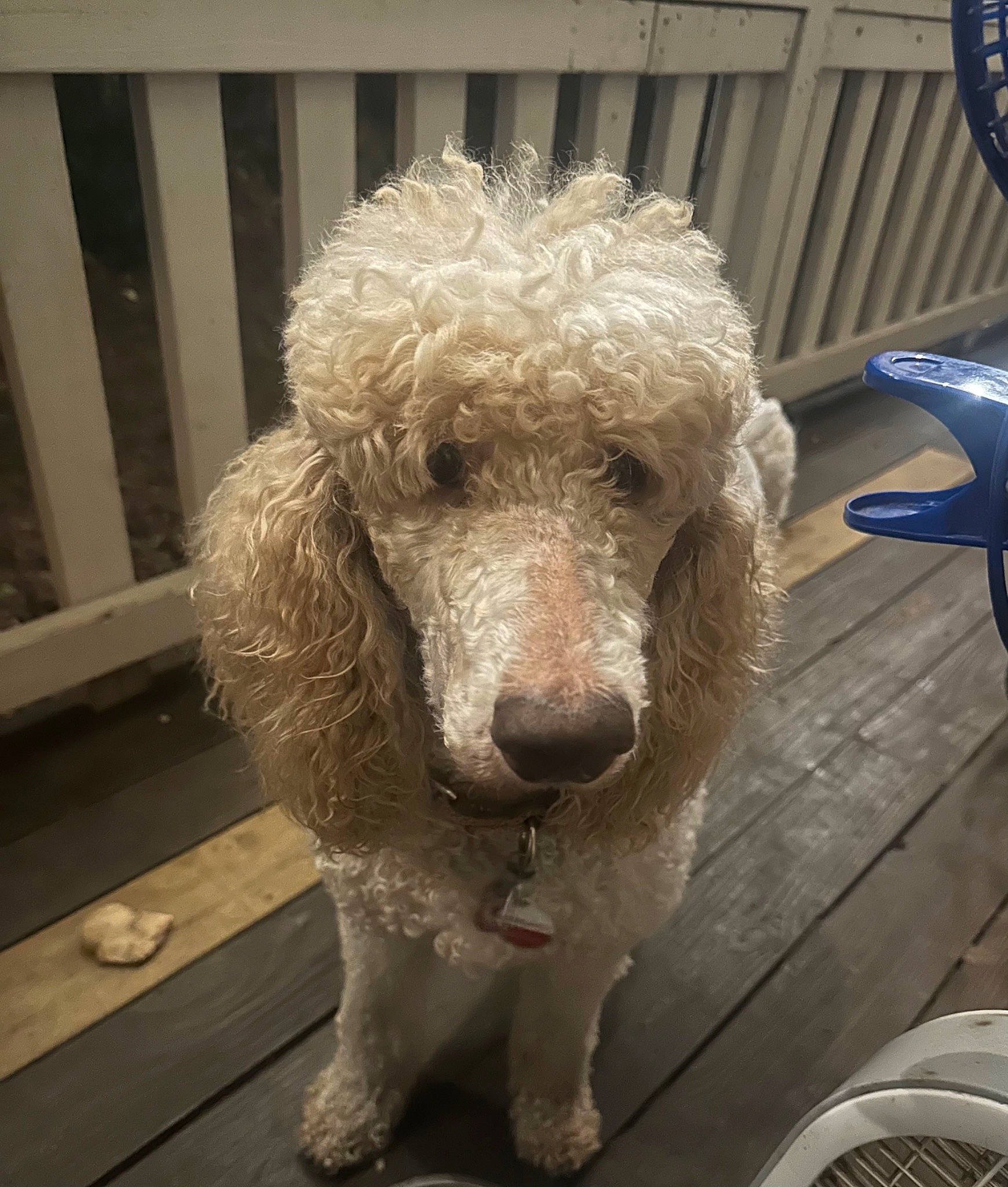 Cayley is registered to the contest to win money with this photo: blue, canidae, carnivore, companion_dog, dog, dog_breed, dog_collar, fawn, fur, labradoodle, liver, poodle, snout, sporting_group, terrier, toy, toy_dog, water_dog, wood, working_animal