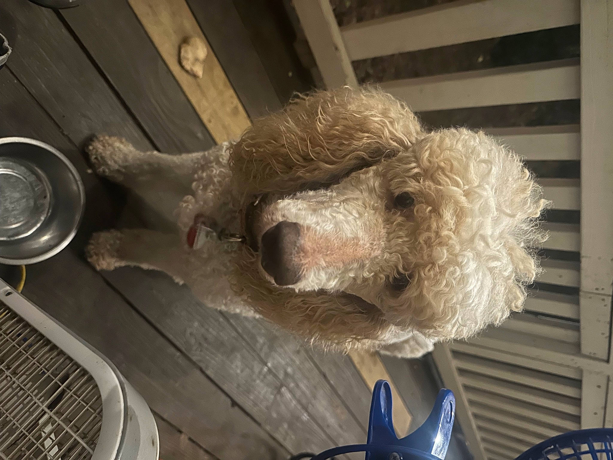 Cayley joined the competition — help win amazing prizes! canidae, carnivore, companion_dog, dog, dog_breed, fawn, flooring, fur, kitchen_utensil, metal, snout, sporting_group, stuffed_toy, tableware, tail, teddy_bear, tire, toy, wood, working_animal