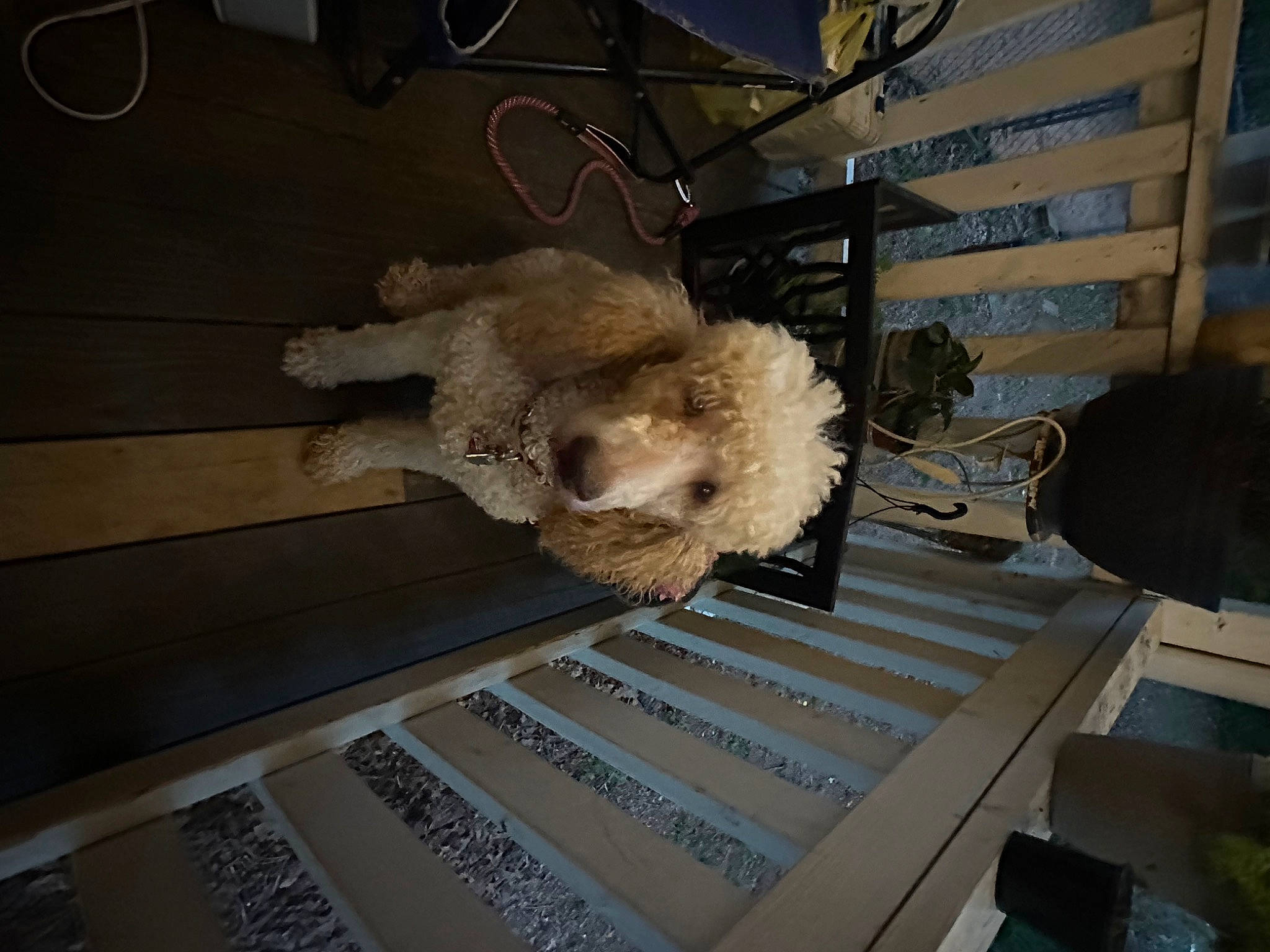 Cayley joined the competition — help win amazing prizes! canidae, chair, companion_dog, flooring, fur, metal, poodle, room, sheep, sporting_group, stuffed_toy, tail, teddy_bear, toy, whiskers, wood