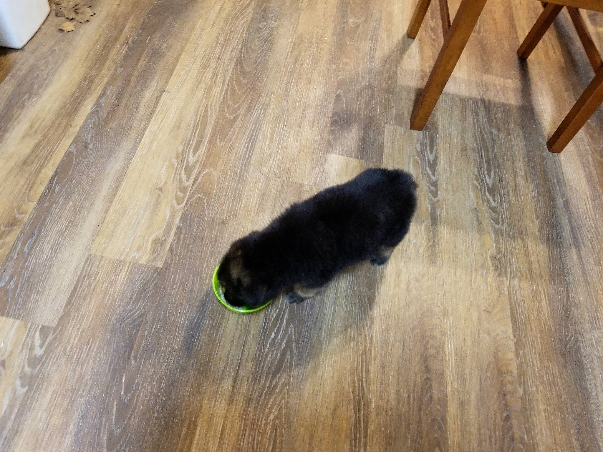 Chip joined the competition — help win amazing prizes! carnivore, cat, dog_breed, door_mat, felidae, floor, flooring, fur, hardwood, laminate_flooring, plank, plywood, small_to_medium_sized_cats, snout, tail, varnish, whiskers, wood, wood_flooring, wood_stain