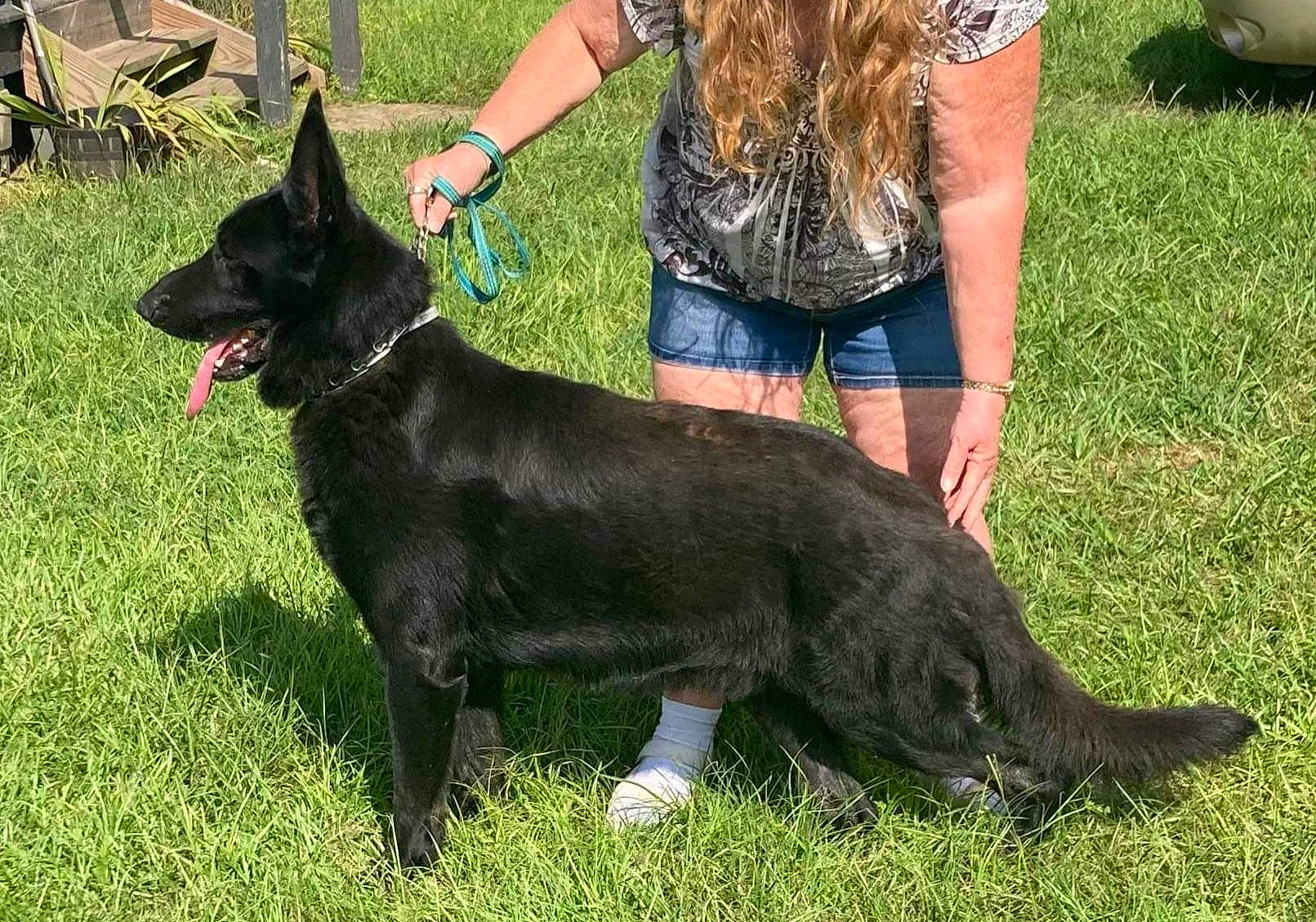 Chip joined the competition — help win amazing prizes! animal_sports, animal_training, borador, canidae, carnivore, chair, collar, companion_dog, denim, dog, dog_breed, dog_collar, fur, grass, luggage_and_bags, shorts, sporting_group, tail, working_animal, working_dog