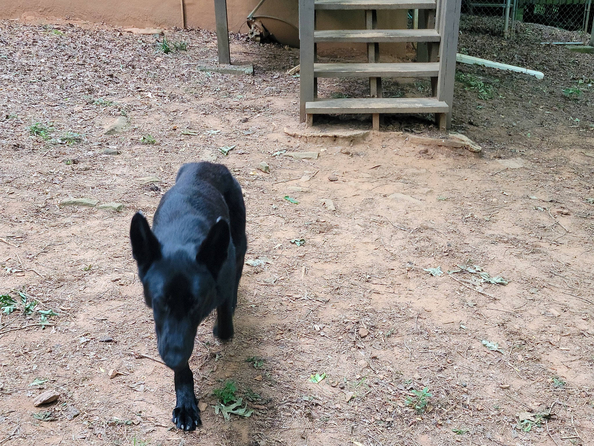 Chip joined the competition — help win amazing prizes! bovine, canidae, carnivore, dog, dog_breed, goat, goats, grass, landscape, livestock, shade, snout, soil, sporting_group, tail, terrestrial_animal, wildlife, window, wood, working_animal