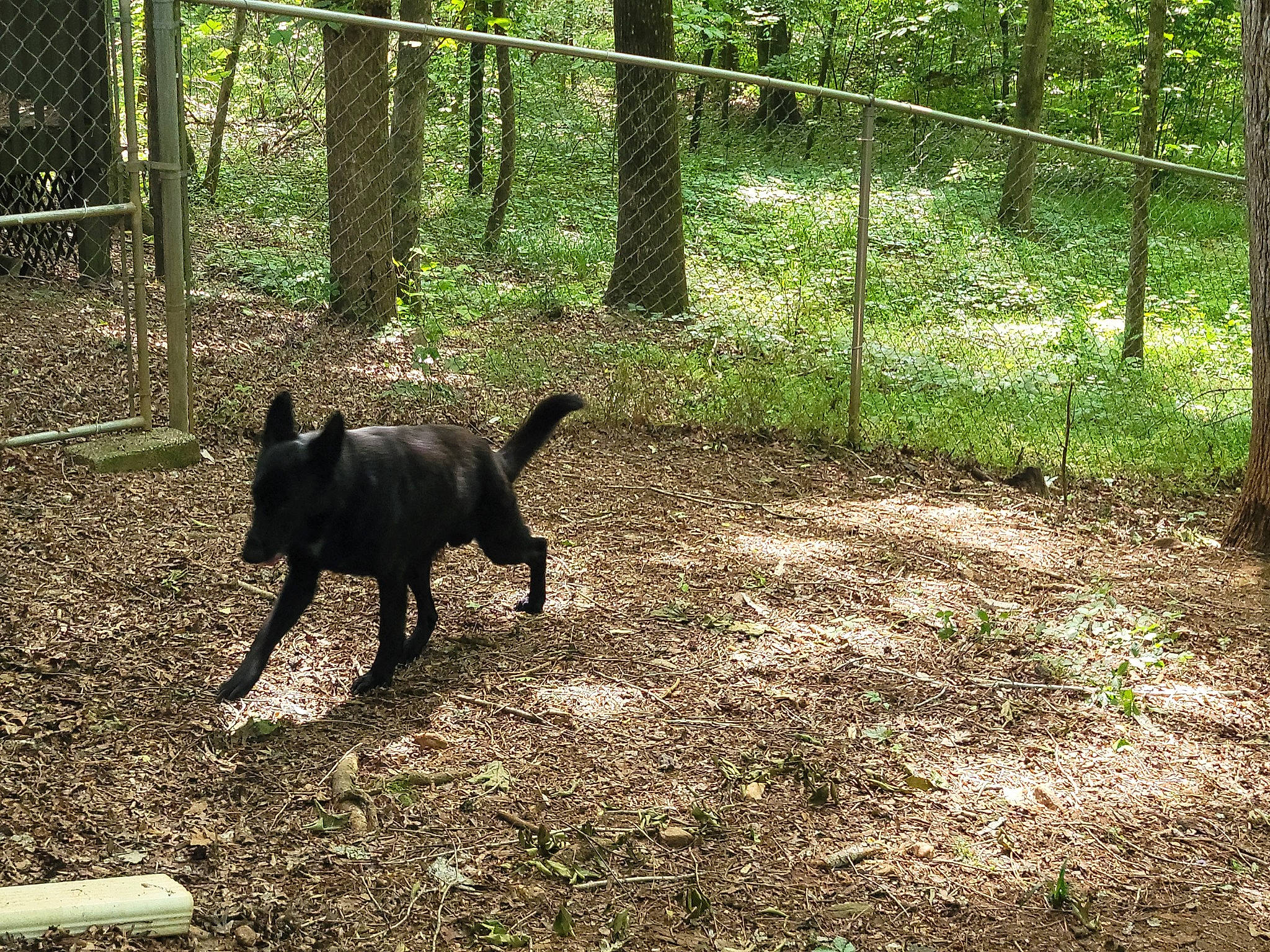 Chip joined the competition — help win amazing prizes! carnivore, companion_dog, dog, dog_breed, fence, forest, grass, guard_dog, livestock, plant, shade, shadow, soil, tail, terrestrial_animal, tree, wood, woodland, working_animal, working_dog