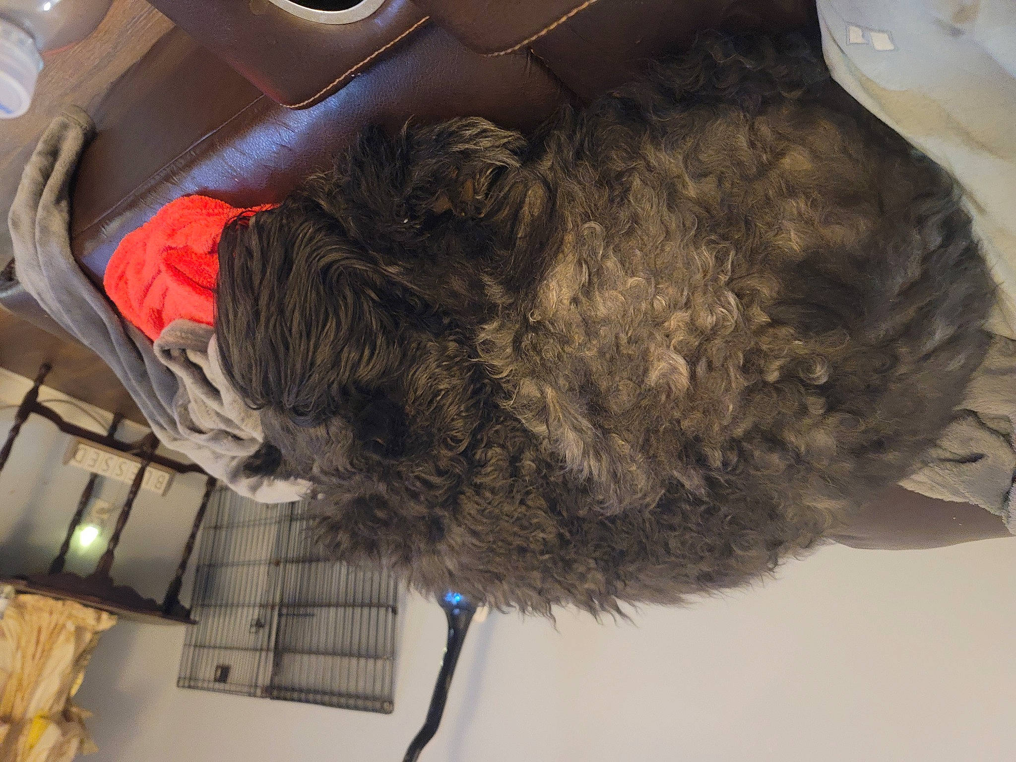 Elvis joined the competition — help win amazing prizes! automotive_exterior, automotive_tire, canidae, car_seat, car_seat_cover, carnivore, dog, dog_breed, fur, fur_clothing, helmet, liver, motor_vehicle, personal_luxury_car, snout, sporting_group, tail, trunk, vehicle, vehicle_door