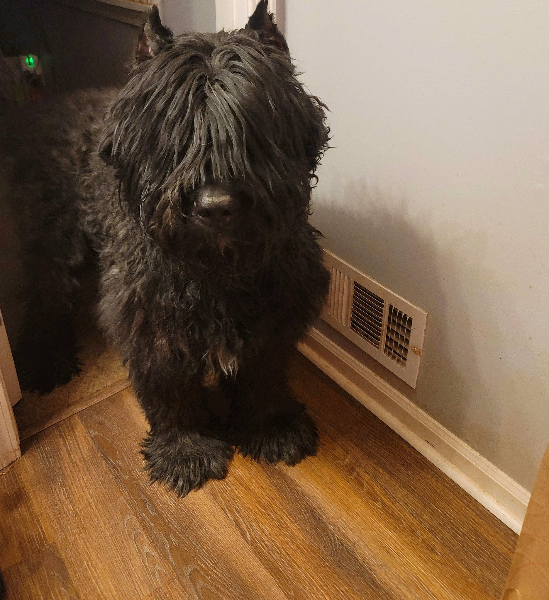 Elvis is registered to the contest to win money with this photo: carnivore, companion_dog, dog, dog_breed, flooring, fur, hardwood, laminate_flooring, liver, plank, small_terrier, sporting_group, terrier, toy_dog, varnish, water_dog, wood, wood_flooring, wood_stain, working_animal