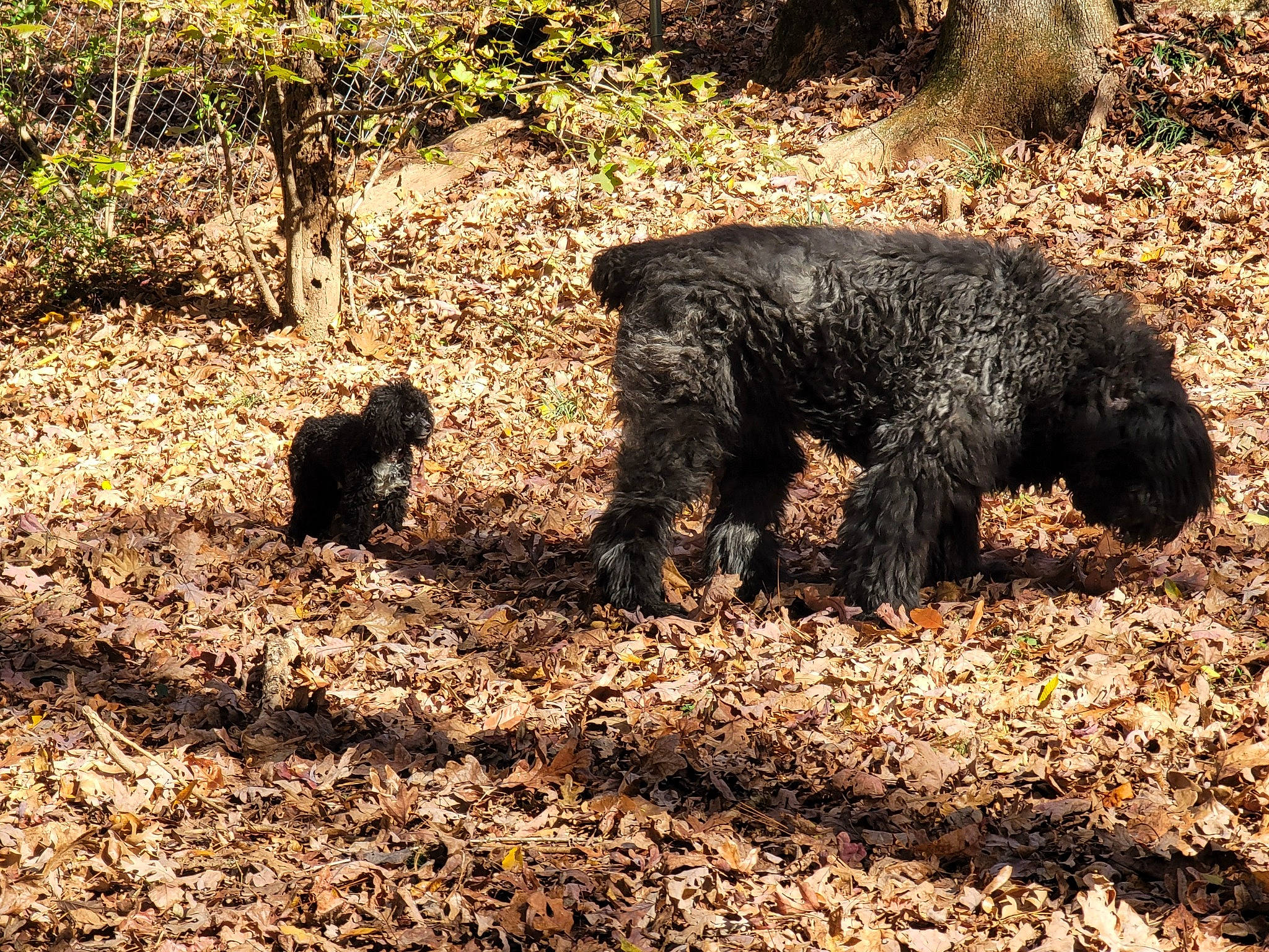 Elvis joined the competition — help win amazing prizes! american_black_bear, bear, canidae, carnivore, cat, dog_breed, fur, grass, landscape, natural_landscape, plant, shadow, soil, sporting_group, tail, terrestrial_animal, water_dog, wildlife, working_animal