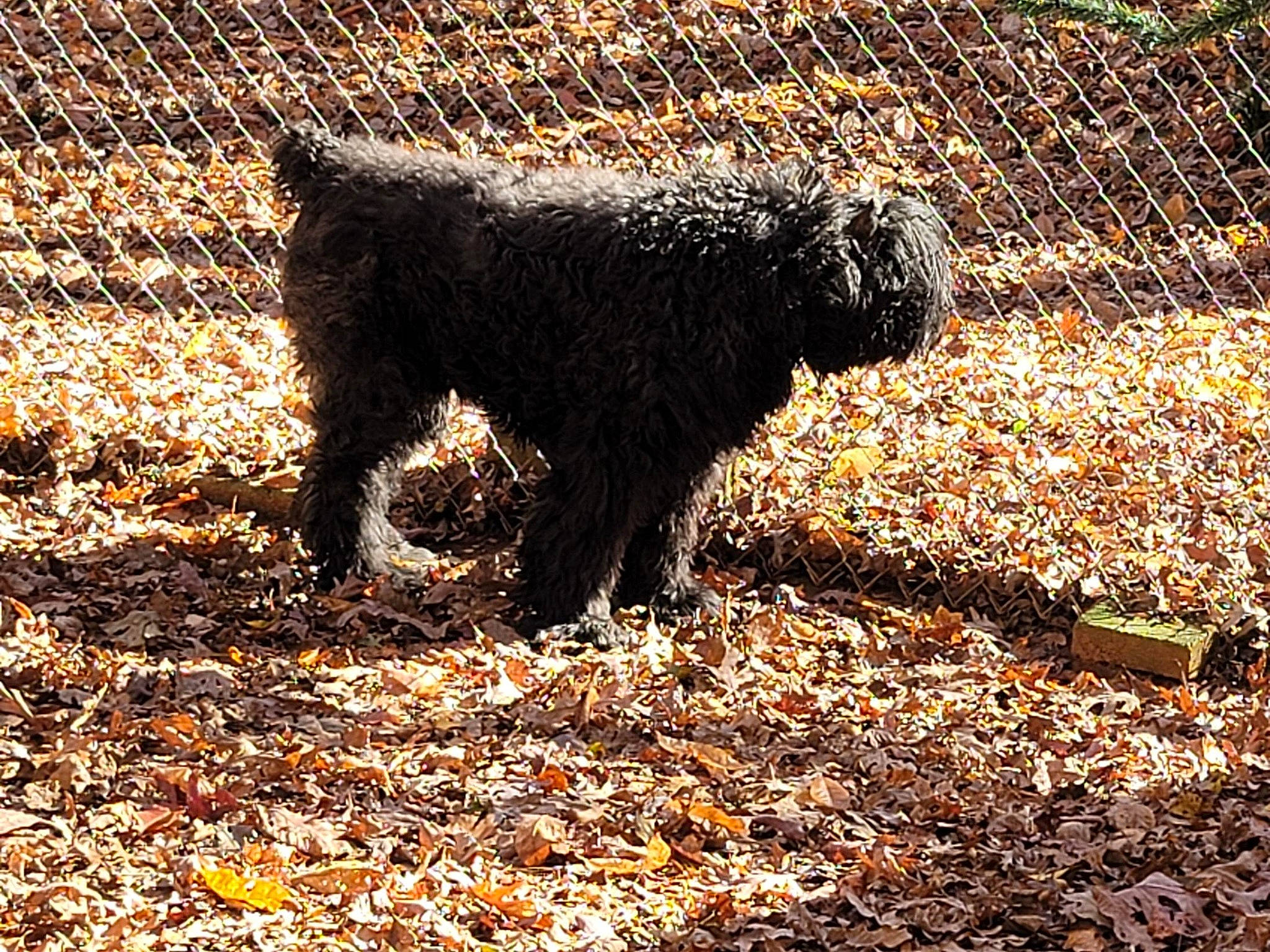 Elvis is registered to the contest to win money with this photo: canidae, carnivore, companion_dog, corgi_chihuahua, dog, dog_breed, fur, grass, poodle, shadow, shrub, soil, sporting_group, tail, terrestrial_animal, terrier, tints_and_shades, water_dog, wildlife, working_animal